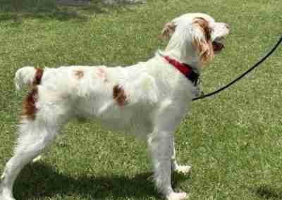 Enlarge Archie, a ADOPTABLE Brittany Spaniel in Fort Worth, TX image 3/3