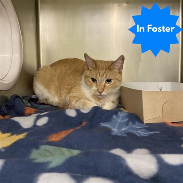 BOLT, Adoptable, Adult Female Domestic Short Hair.
