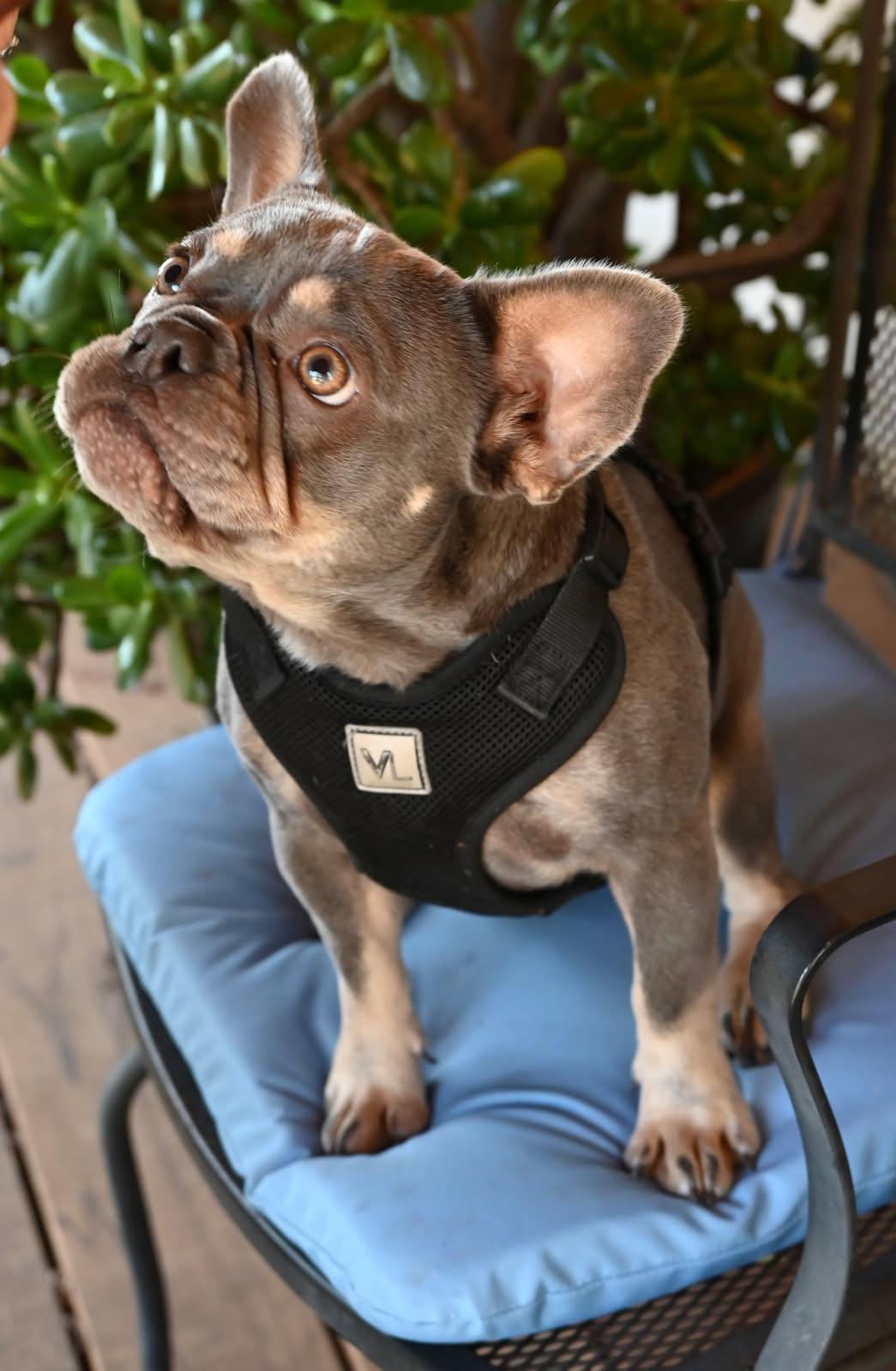 Colette, Adopted, Adult Female French Bulldog.