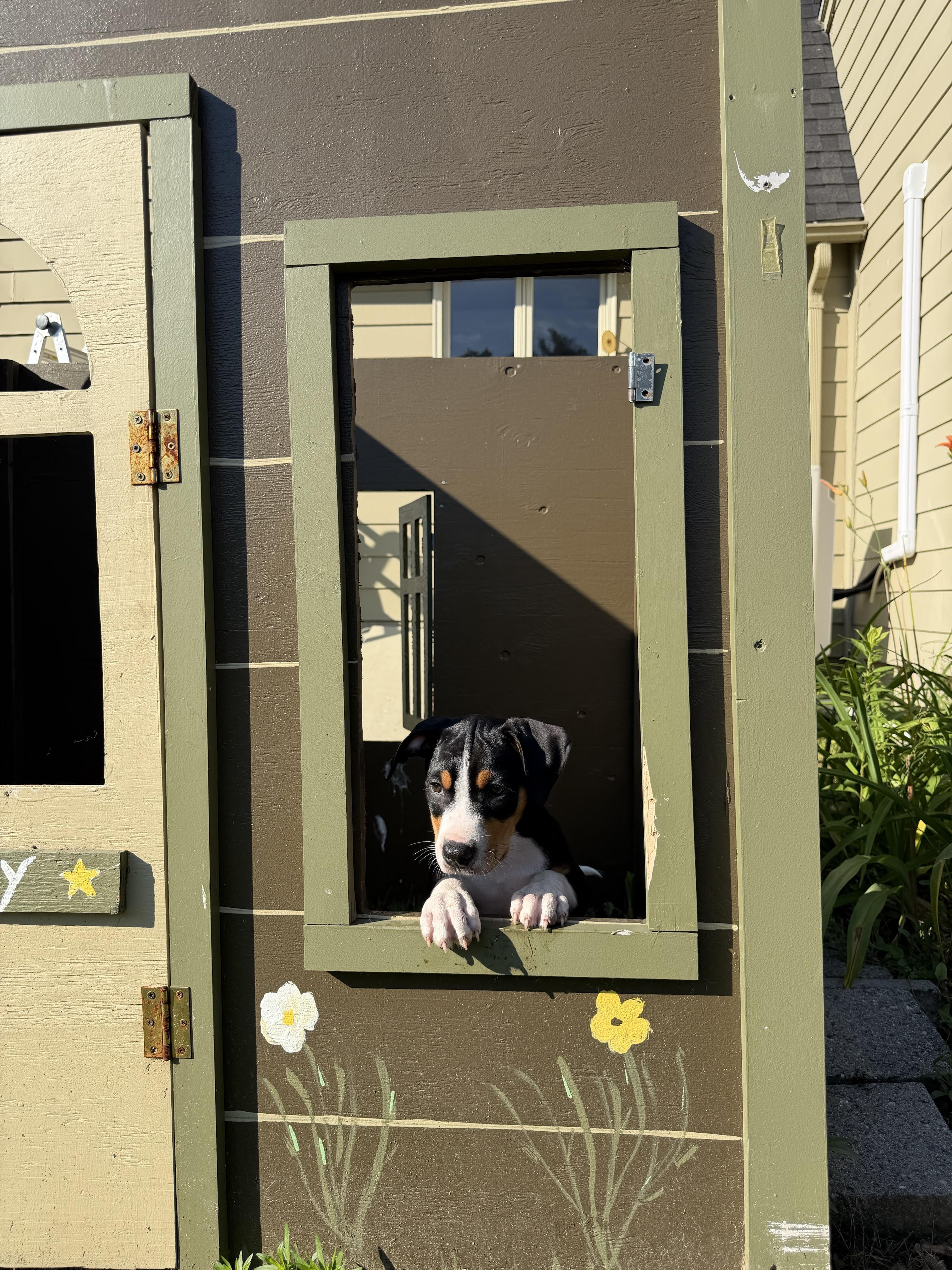 Ruckus, an adoptable mixed breed in Grafton, MA image 2/6