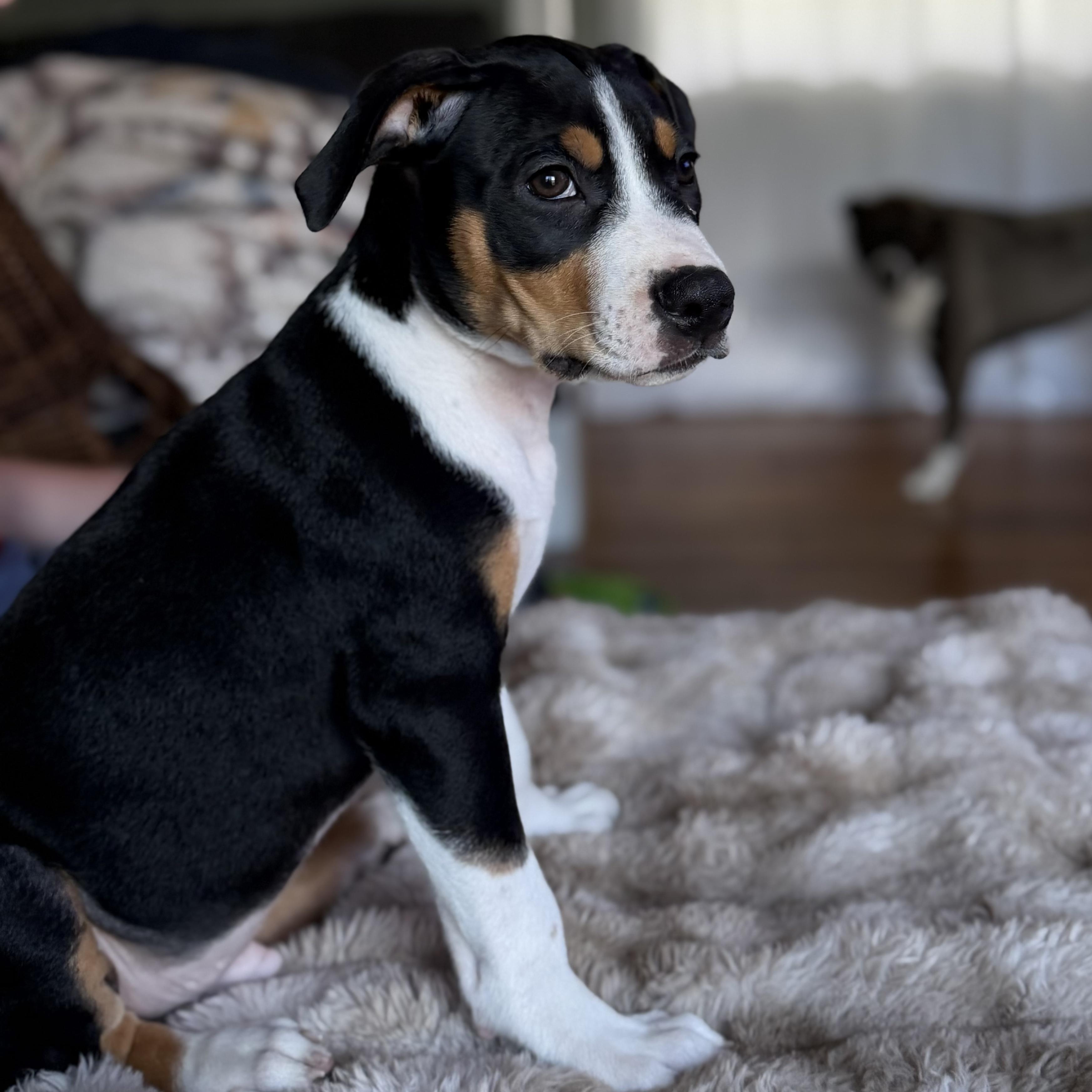 Ruckus, an adoptable mixed breed in Grafton, MA image 6/6