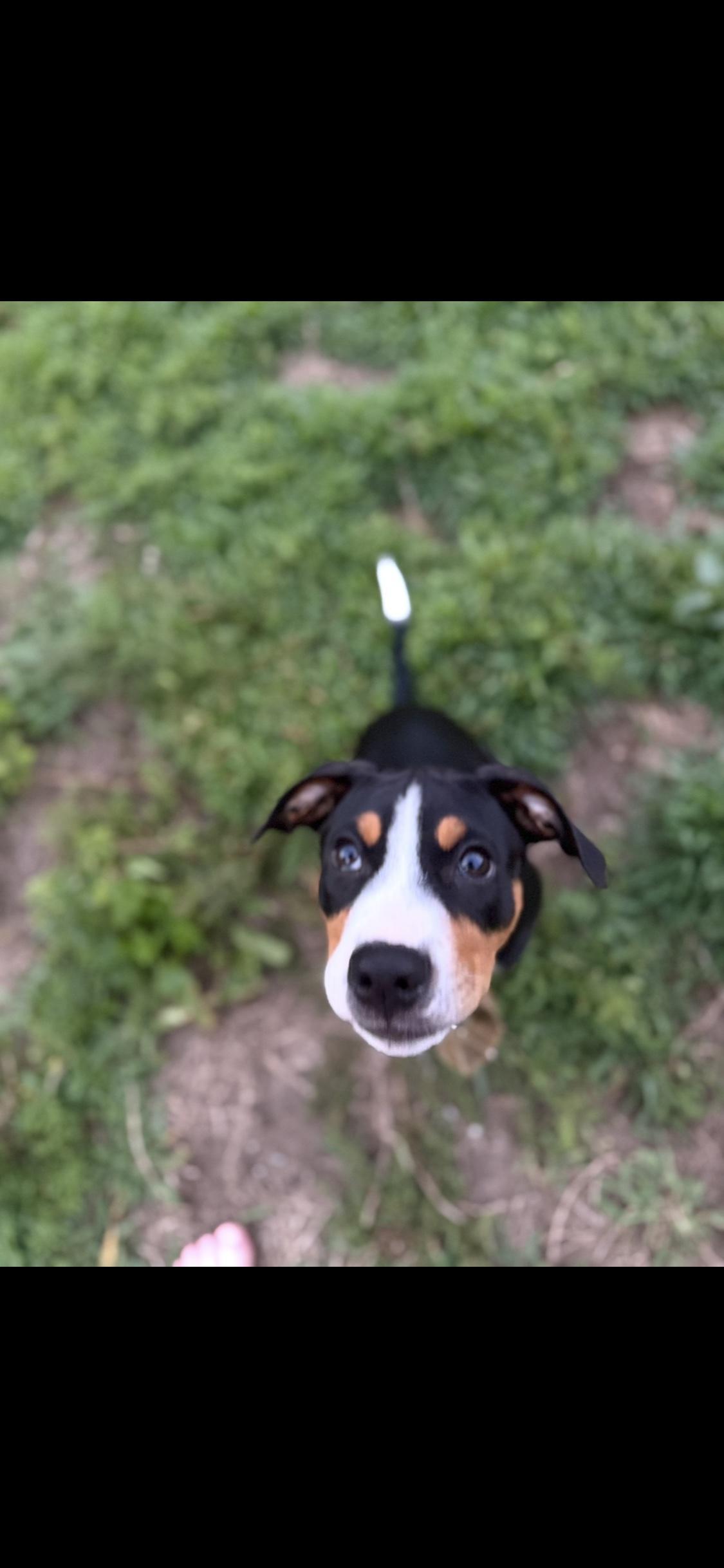 Ruckus, an adoptable mixed breed in Grafton, MA image 3/6