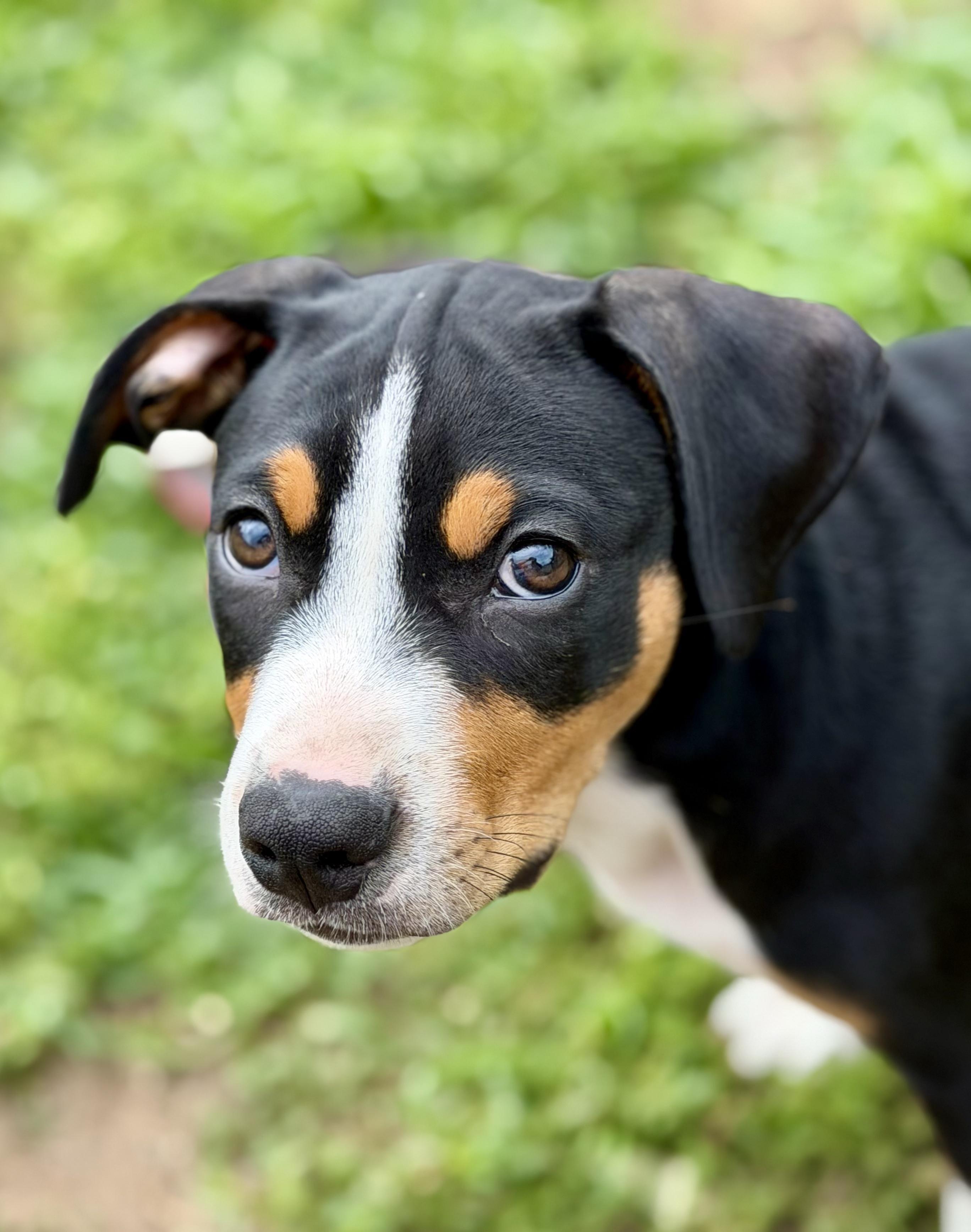 Ruckus, an adoptable mixed breed in Grafton, MA image 1/6