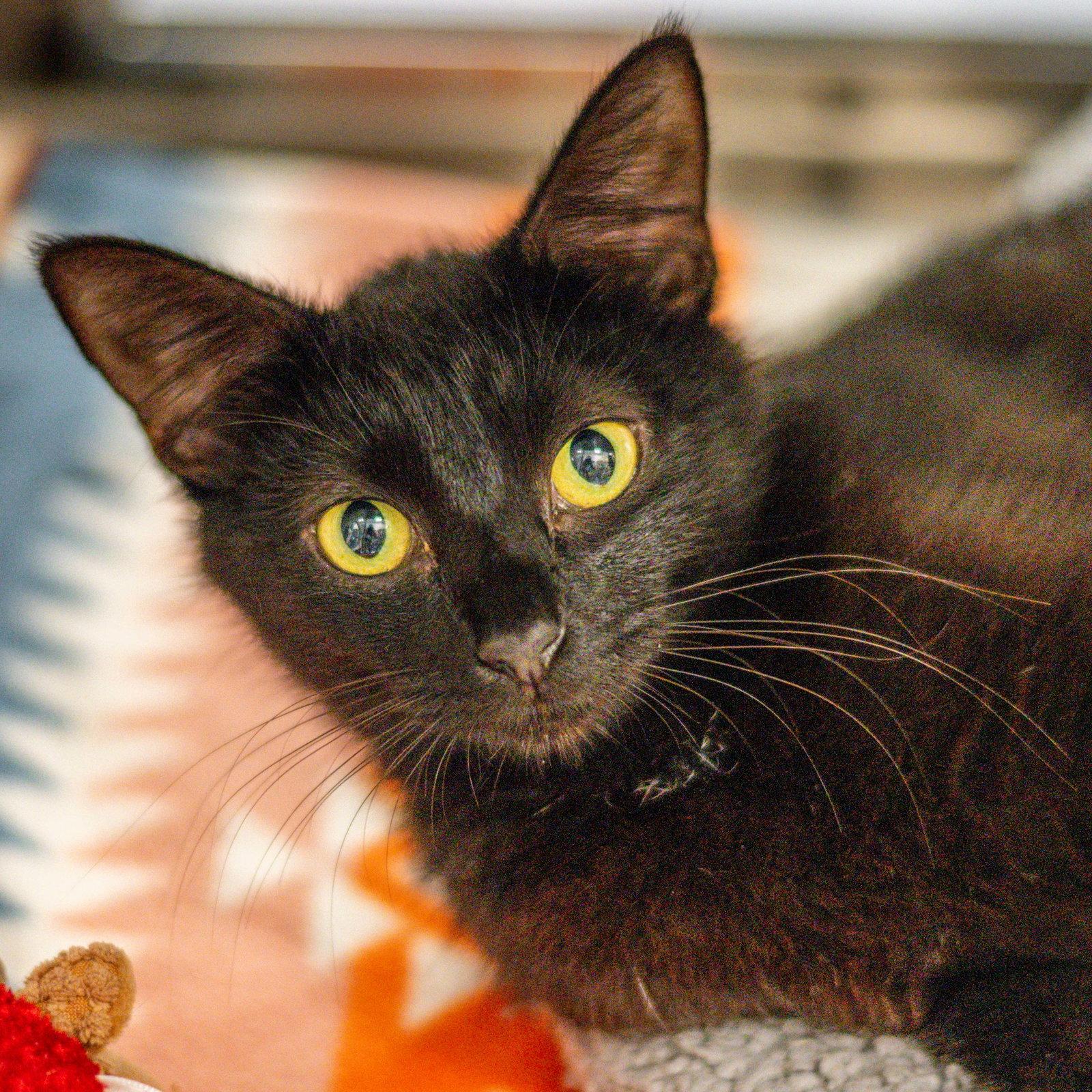 Sheila, Adoptable, Kitten Female Domestic Short Hair.