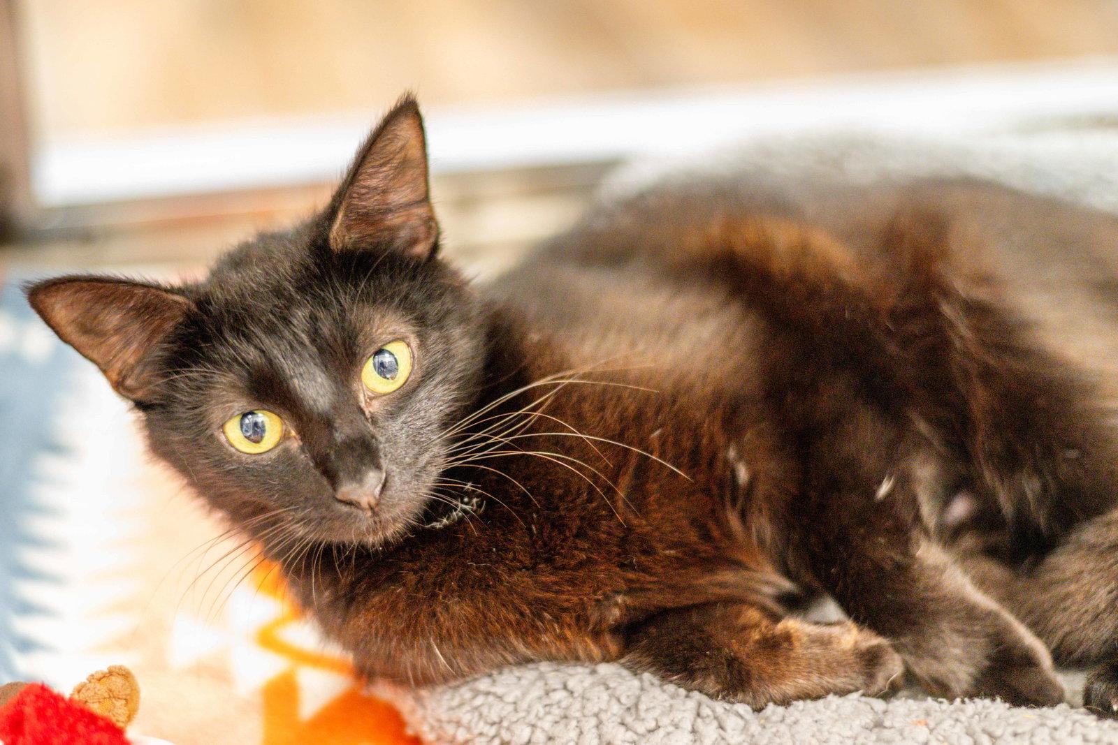 Sheila, a Adoptable Domestic Short Hair in Hilton Head Island, SC image 2/3