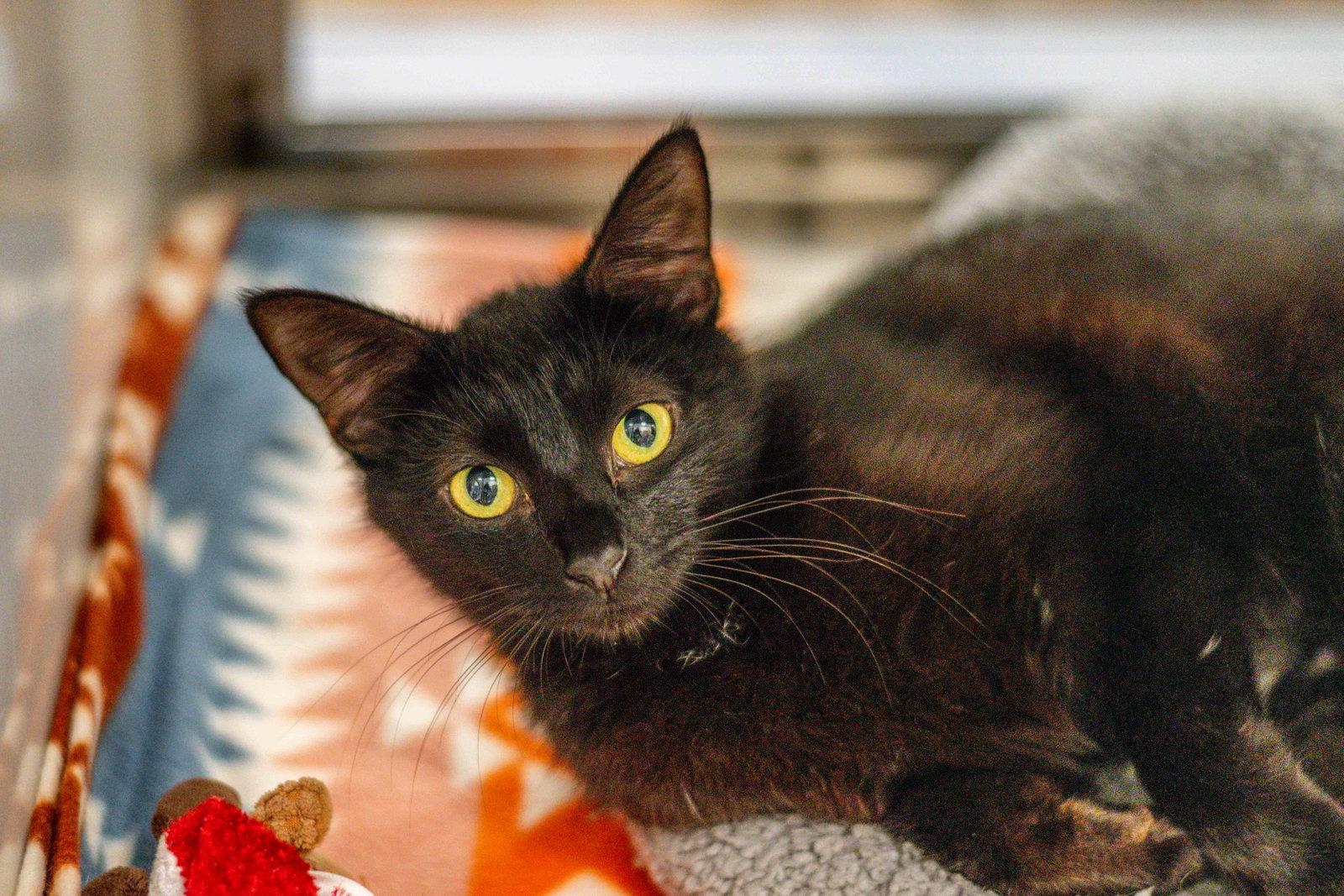 Sheila, a Adoptable Domestic Short Hair in Hilton Head Island, SC image 3/3