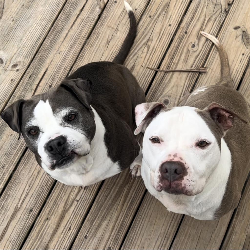 Adriana 9542 AKA Harper — thumbnail 2