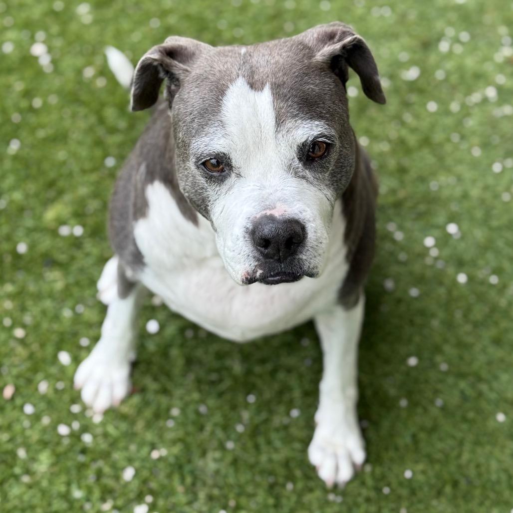 Adriana 9542 AKA Harper — thumbnail 4