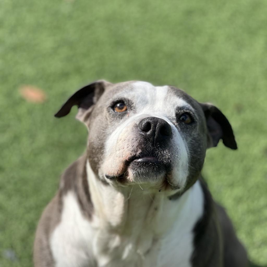 Adriana 9542 AKA Harper — thumbnail 5