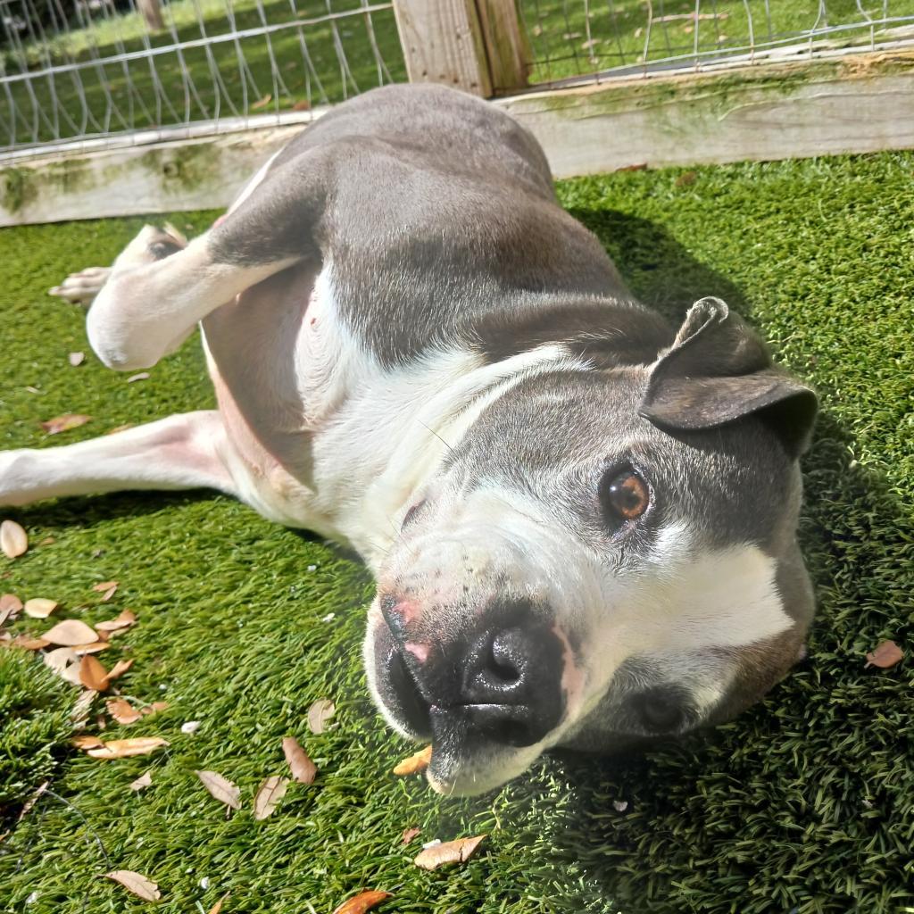 Adriana 9542 AKA Harper — thumbnail 6