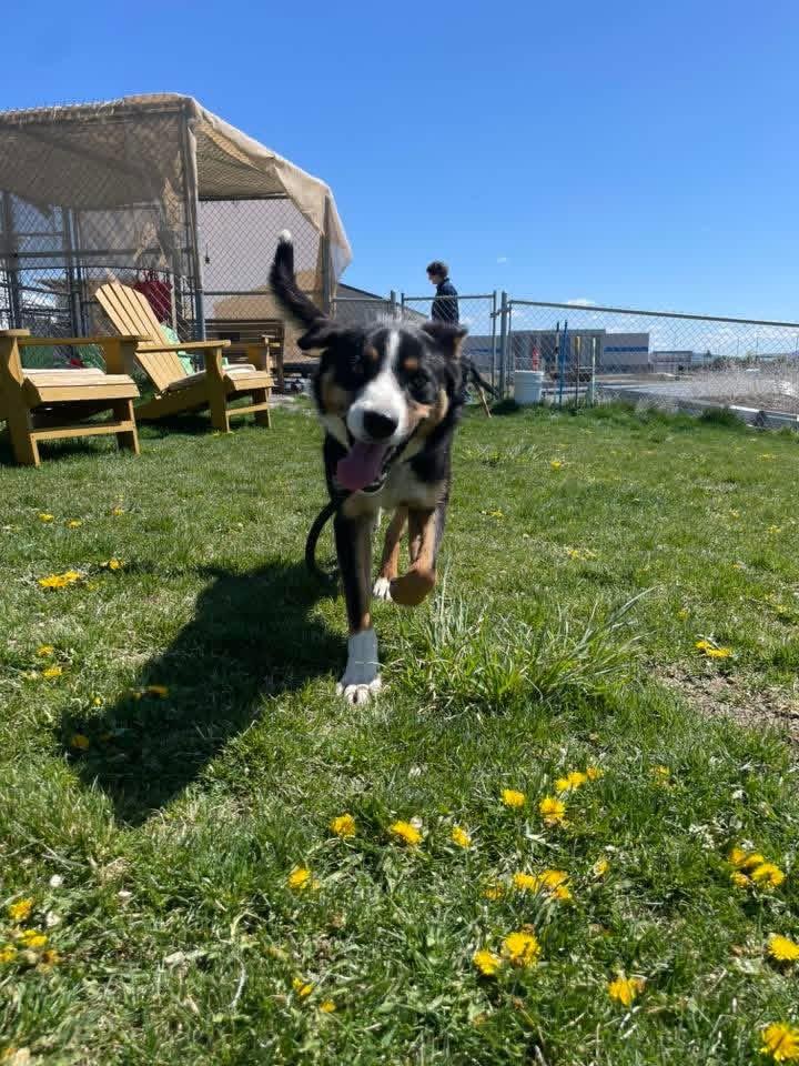 Enlarge Licker, a ADOPTABLE mixed breed in Prineville, OR image 3/5