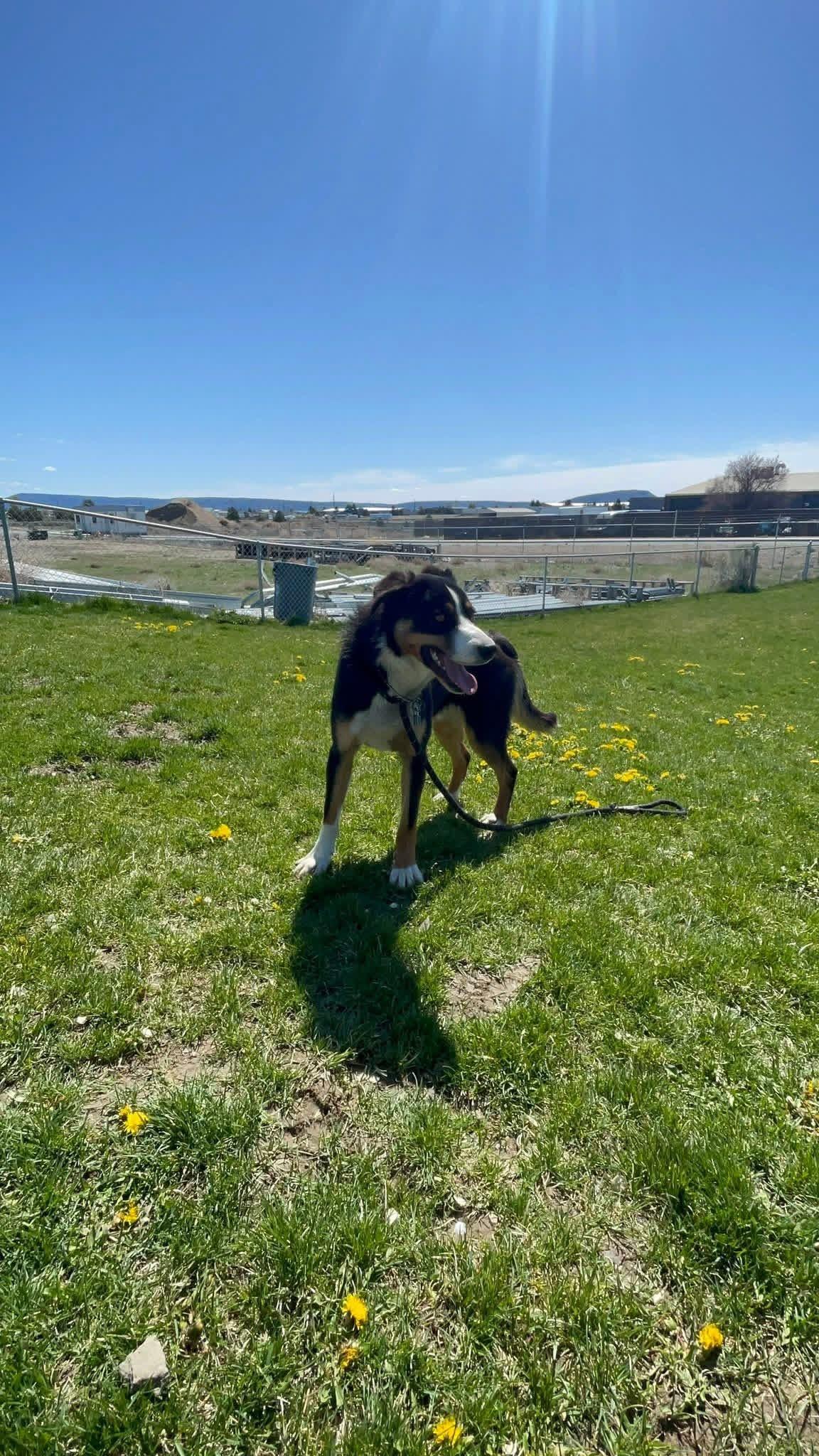 Enlarge Licker, a ADOPTABLE mixed breed in Prineville, OR image 2/5