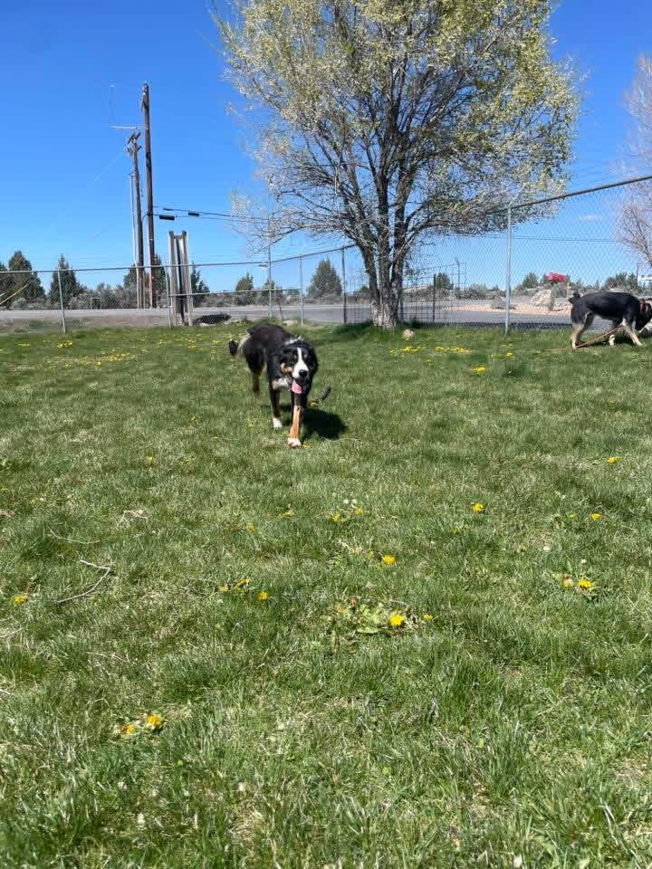 Enlarge Licker, a ADOPTABLE mixed breed in Prineville, OR image 4/5