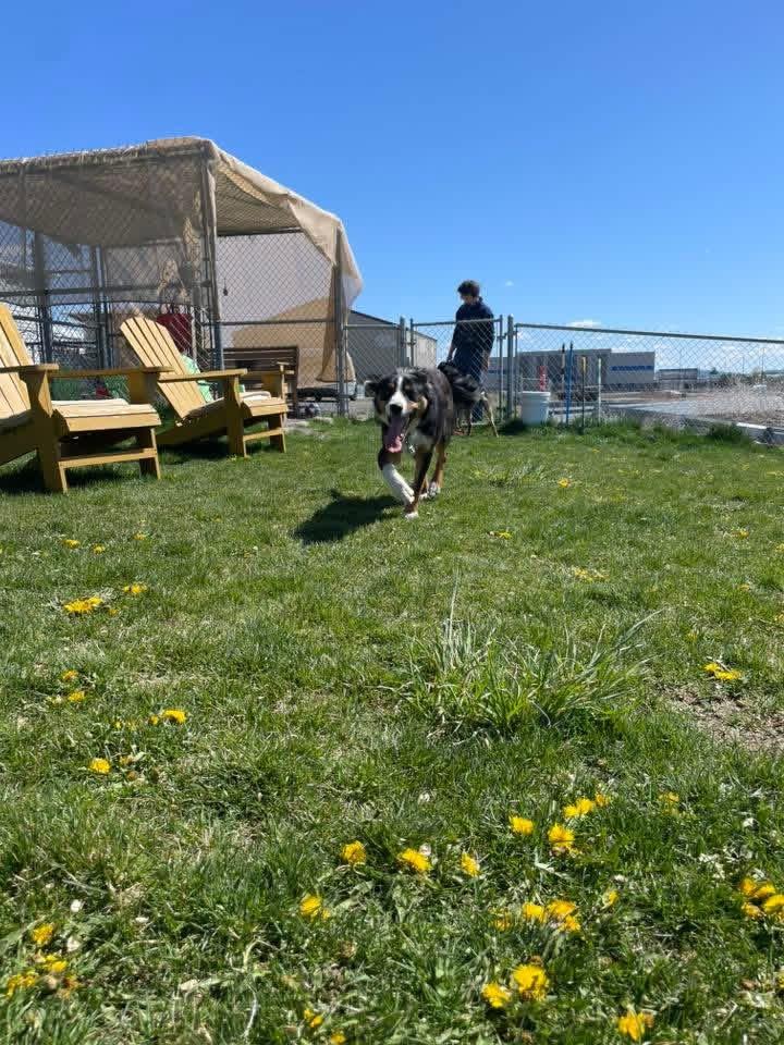 Enlarge Licker, a ADOPTABLE mixed breed in Prineville, OR image 5/5