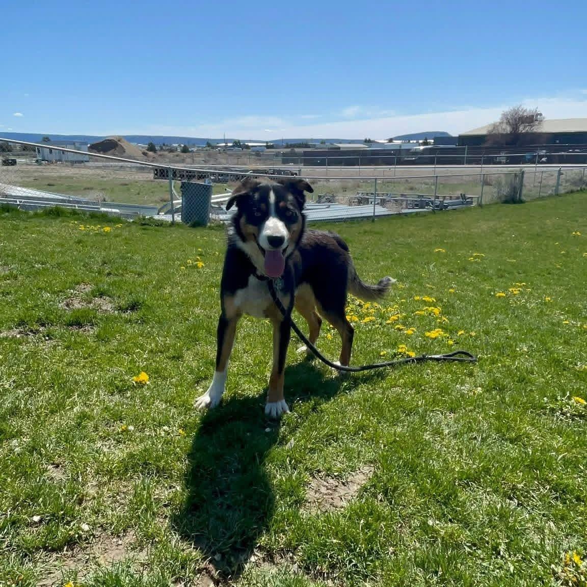 Licker, ADOPTABLE, Young Male Border Collie.