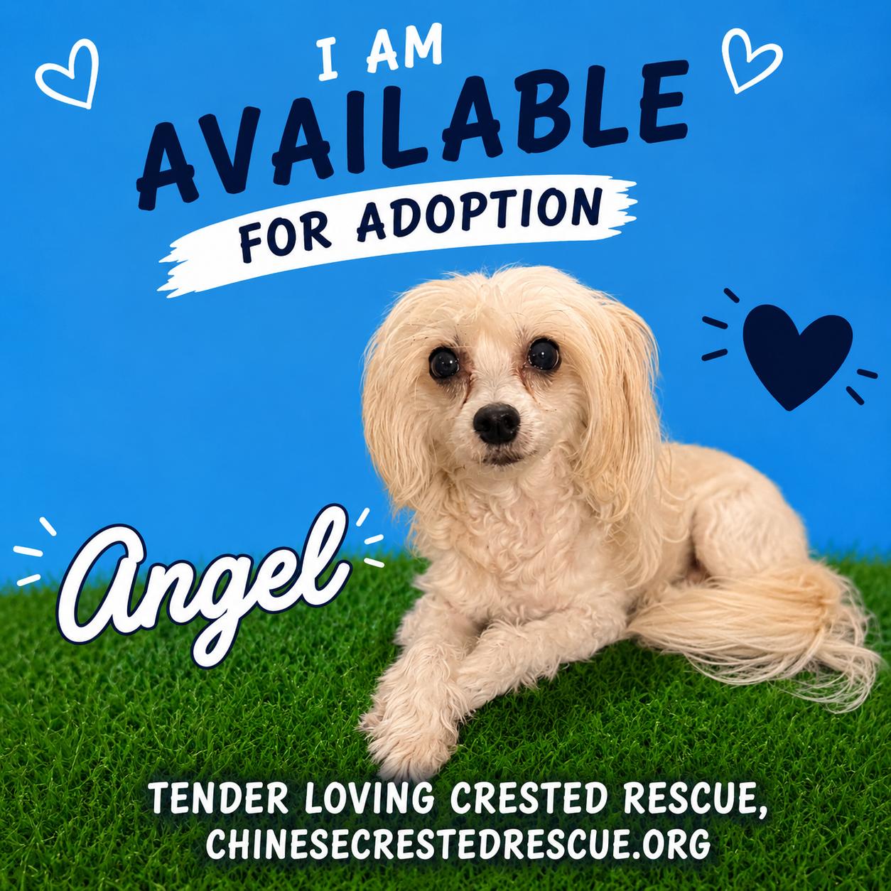 Angel, ADOPTABLE, Senior Female Chinese Crested Dog.
