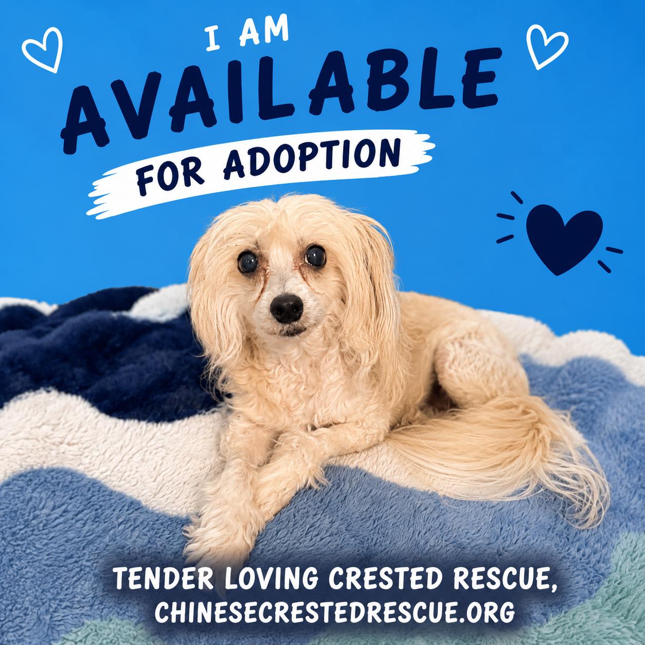 Enlarge Angel, a ADOPTABLE Chinese Crested Dog in Houston, TX image 2/4