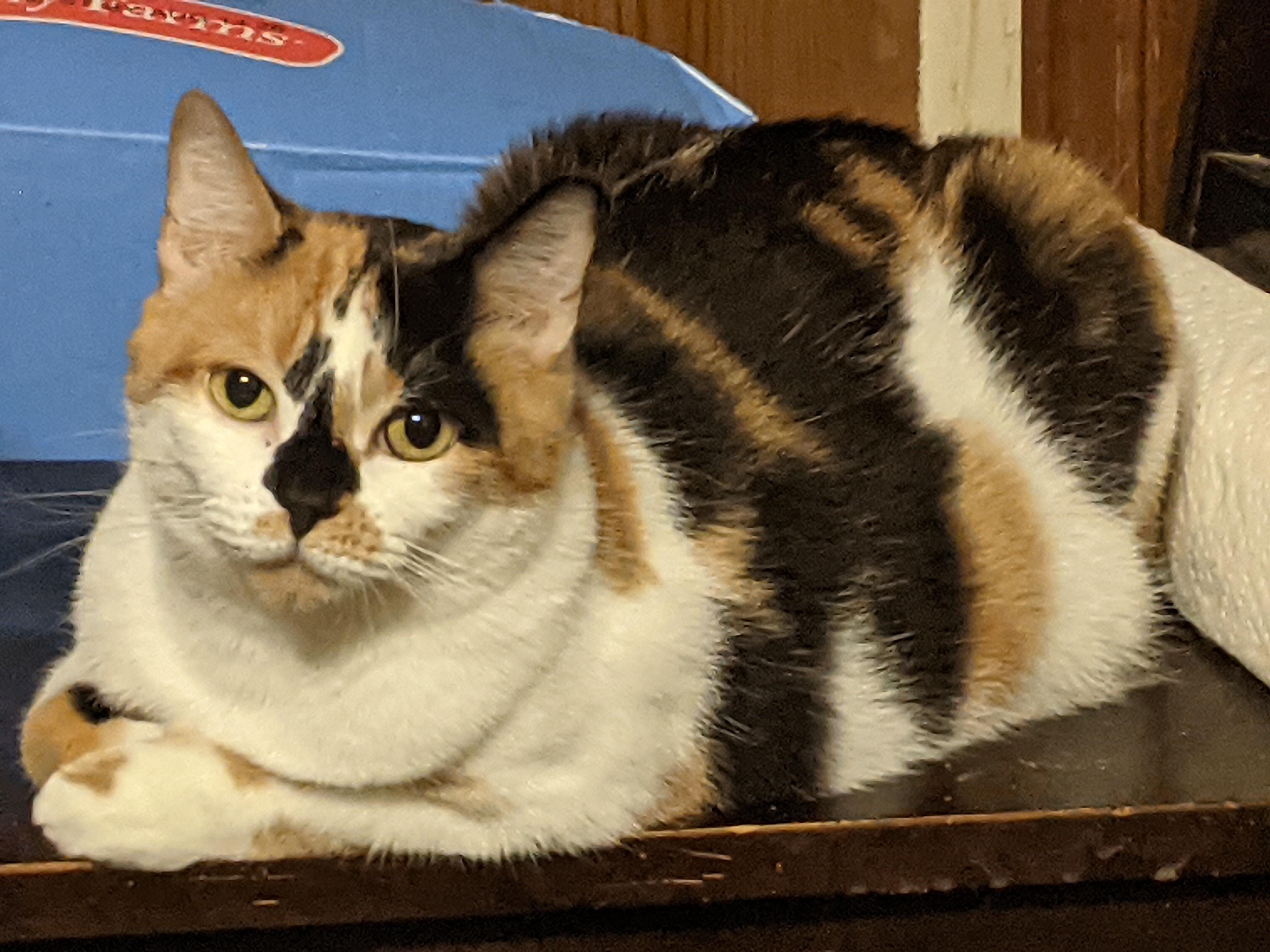 Cally Lily