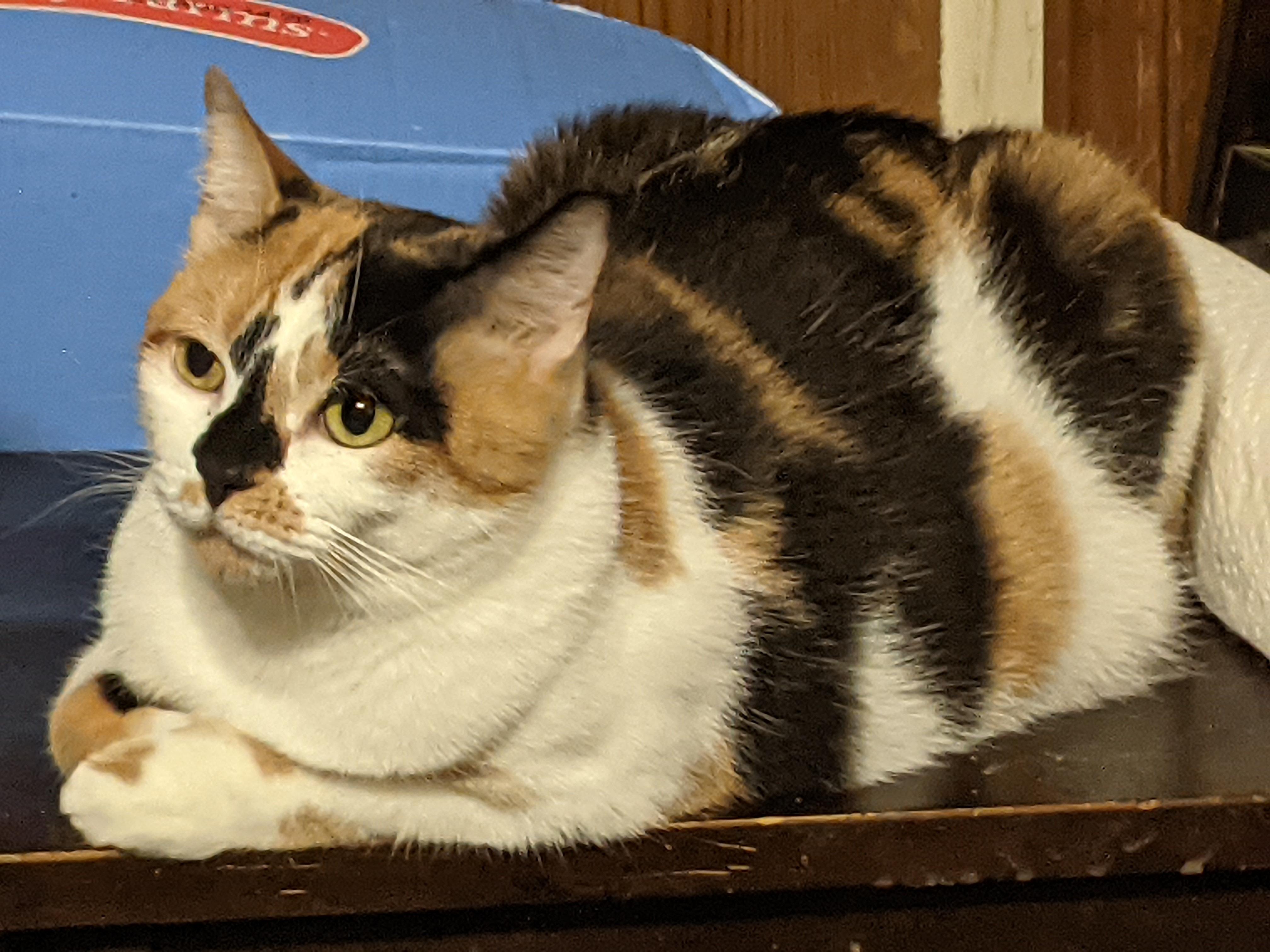 Cally Lily
