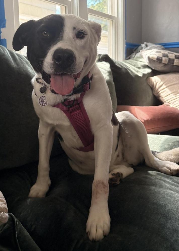 Gina, Adoptable, Adult Female Border Collie.