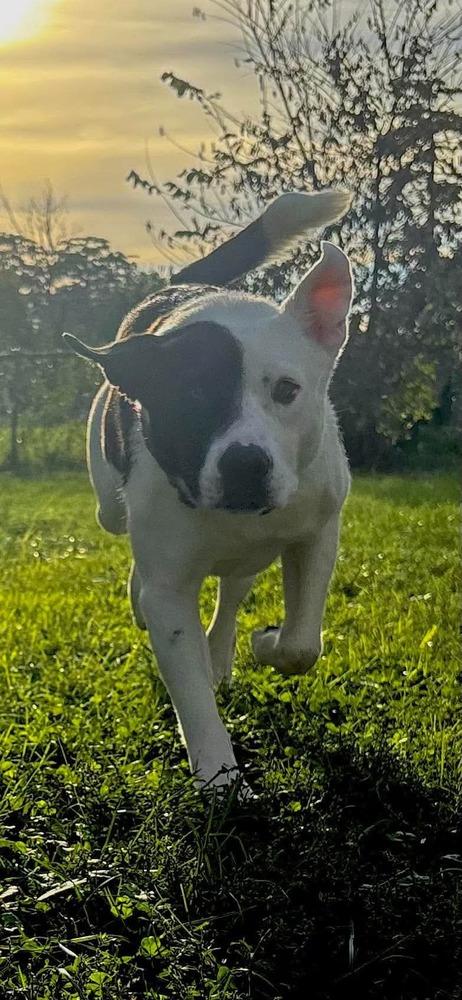 Enlarge Gina, a Adoptable mixed breed in Alden, NY image 2/5