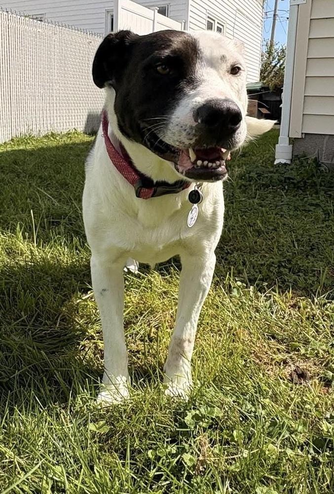 Enlarge Gina, a Adoptable mixed breed in Alden, NY image 3/5