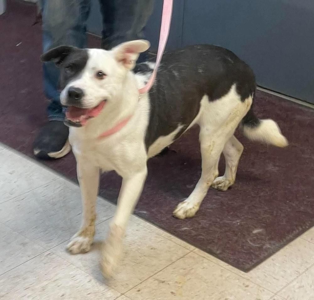Enlarge Gina, a Adoptable mixed breed in Alden, NY image 4/5