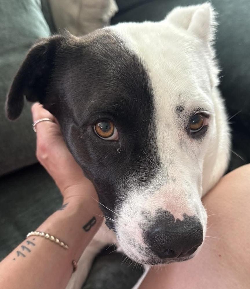 Enlarge Gina, a Adoptable mixed breed in Alden, NY image 5/5