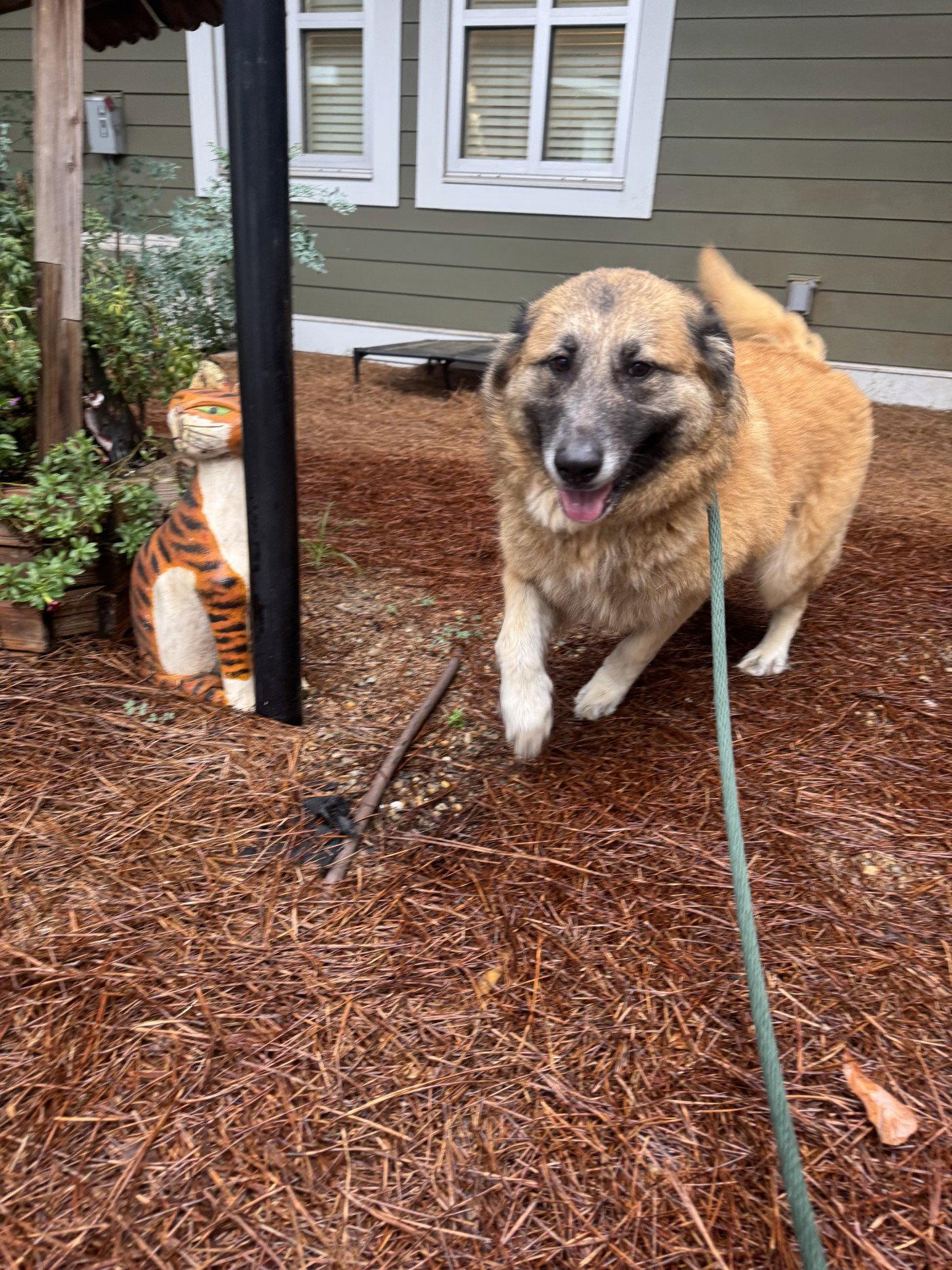 Lucie, Adopted, Adult Female Mixed Breed.