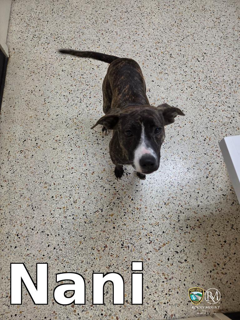 Nani, Adoptable, Puppy Female Pit Bull Terrier.
