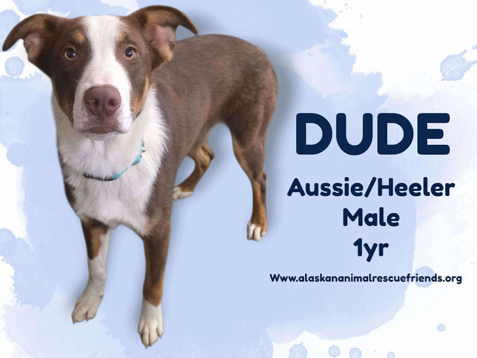 Enlarge Dude, a Adoptable mixed breed in Anchorage, AK image 1/1