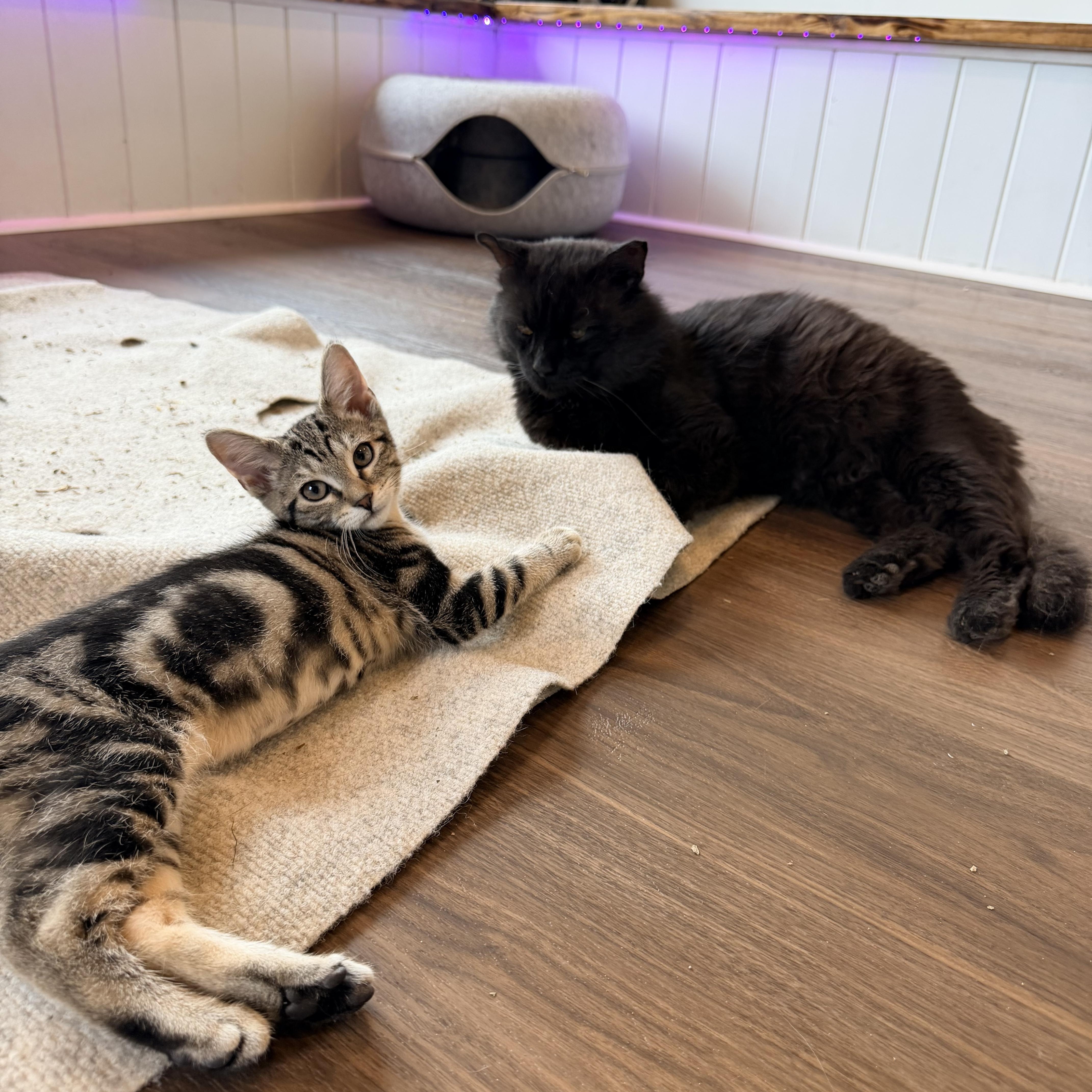 Robin, Nami and Sanji, an adopted Domestic Short Hair in Bellmawr, NJ image 5/6