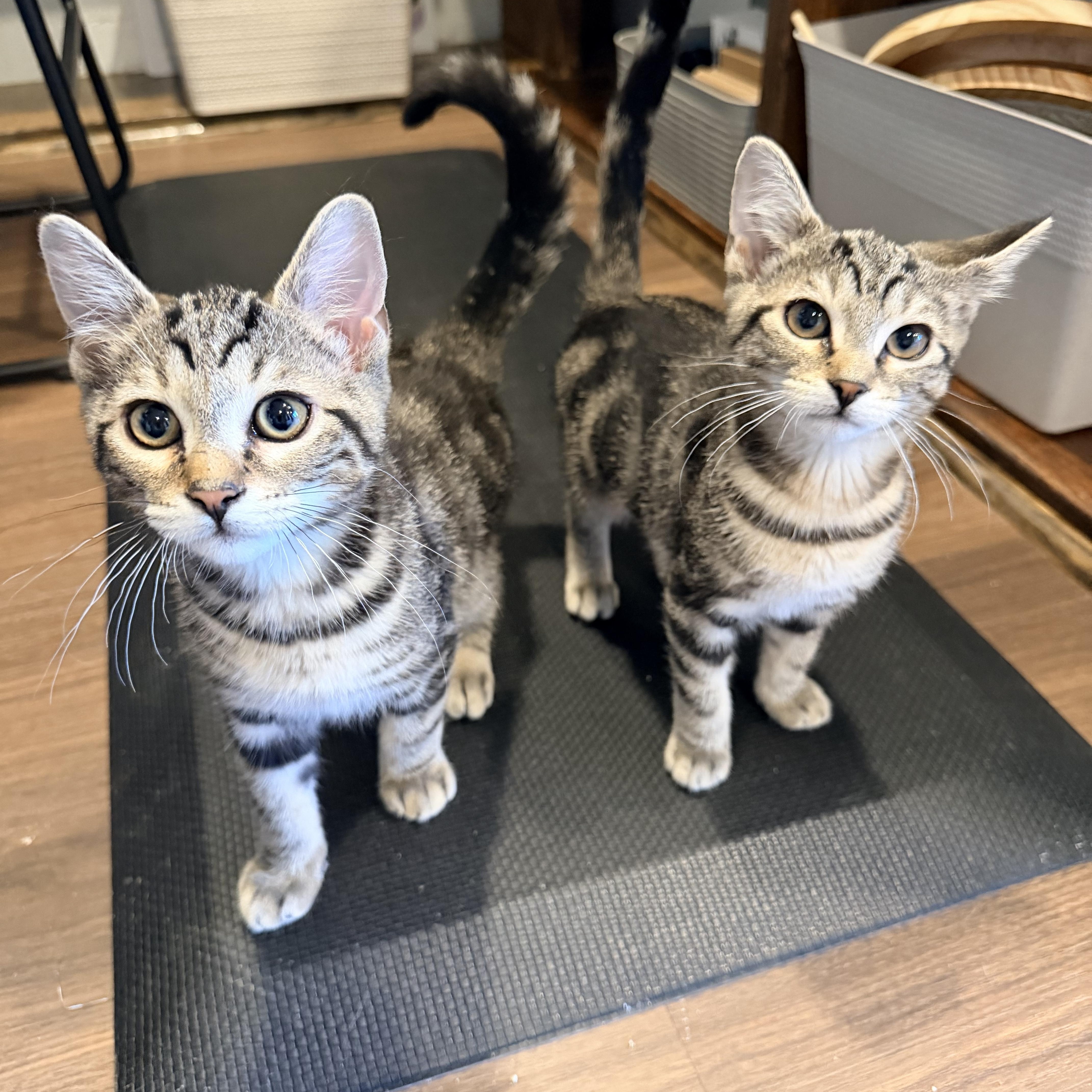 Robin, Nami and Sanji, an adopted Domestic Short Hair in Bellmawr, NJ image 4/6