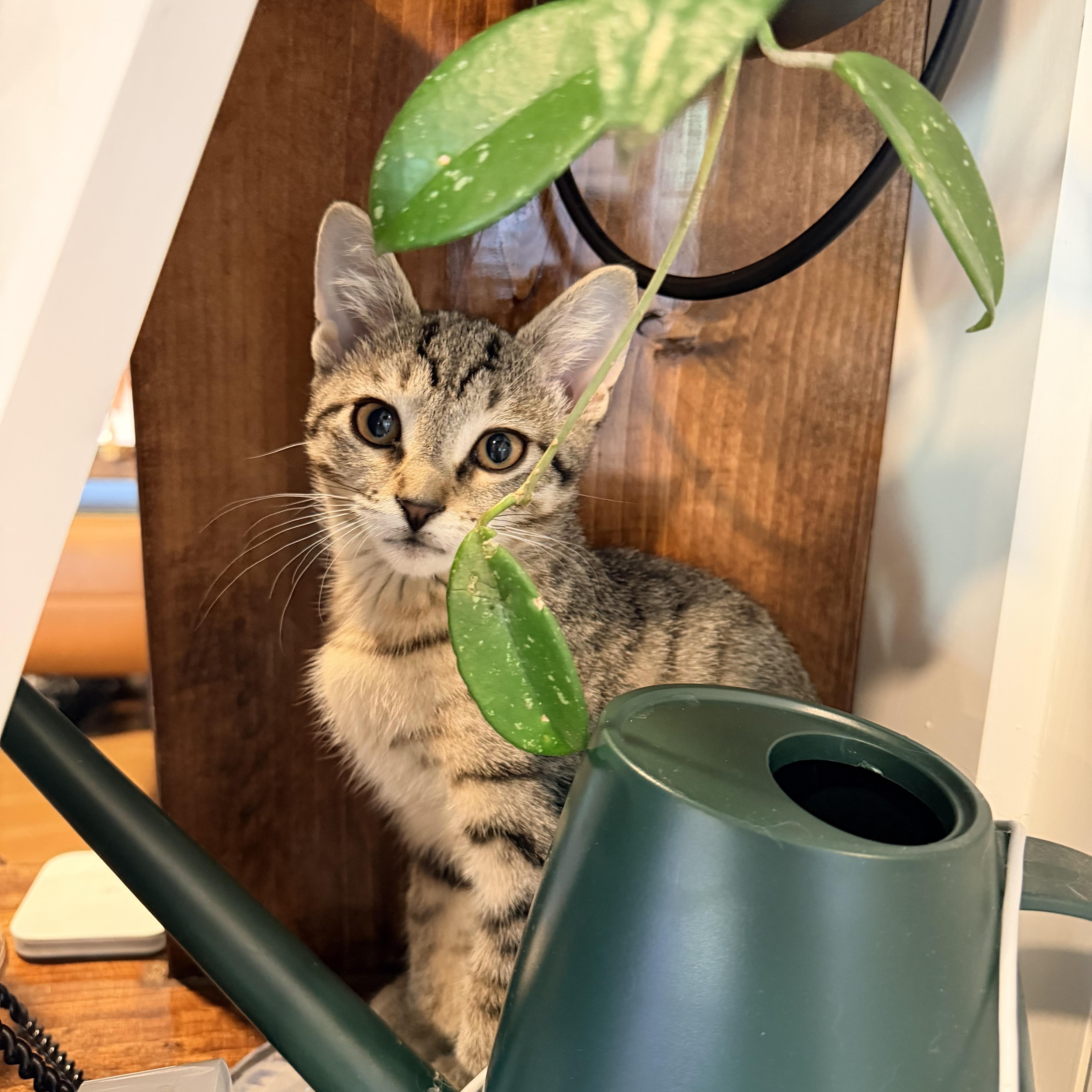 Robin, Nami and Sanji, an adopted Domestic Short Hair in Bellmawr, NJ image 6/6