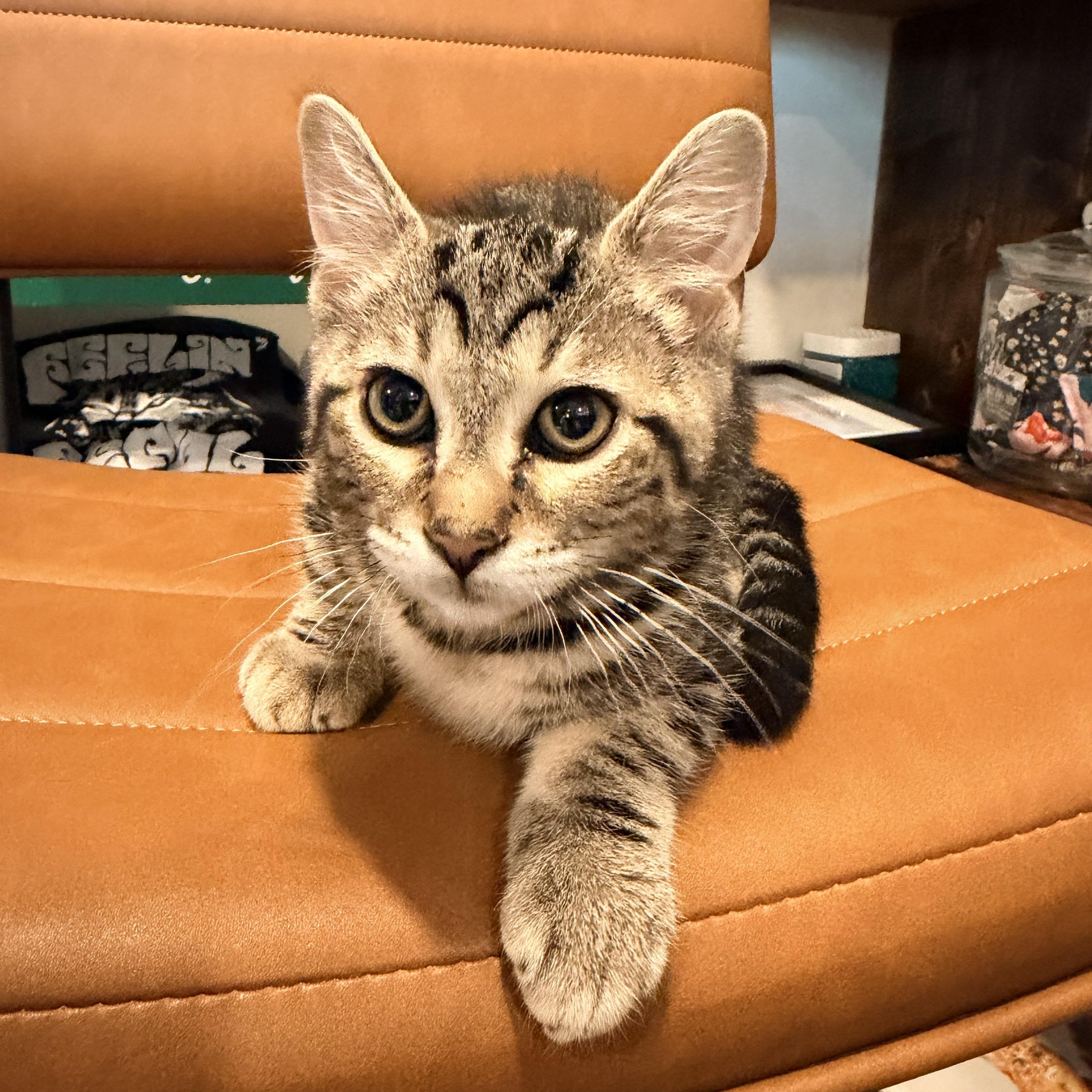 Robin, Nami and Sanji, an adopted Domestic Short Hair in Bellmawr, NJ image 3/6