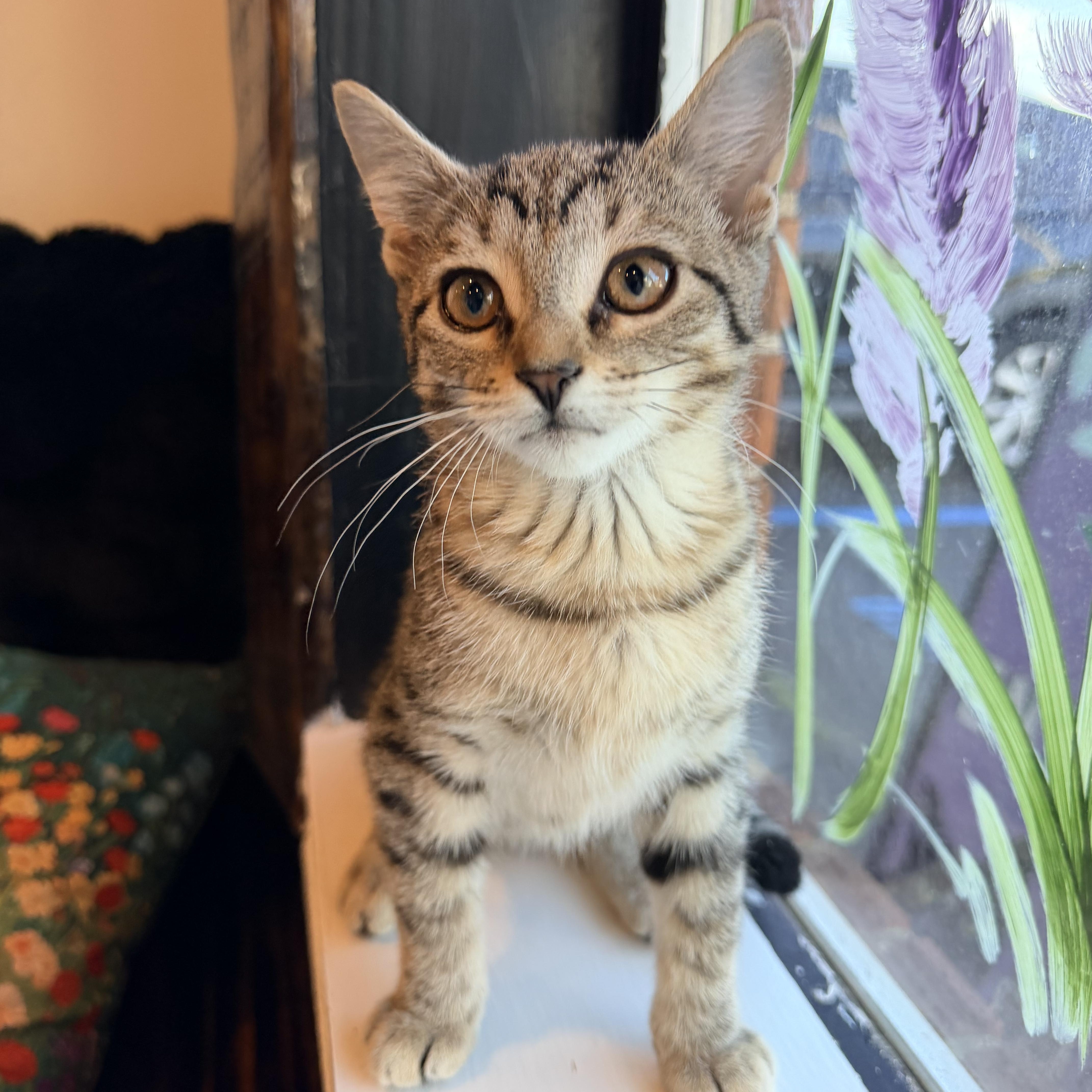 Robin, Nami and Sanji, an adopted Domestic Short Hair in Bellmawr, NJ image 2/6
