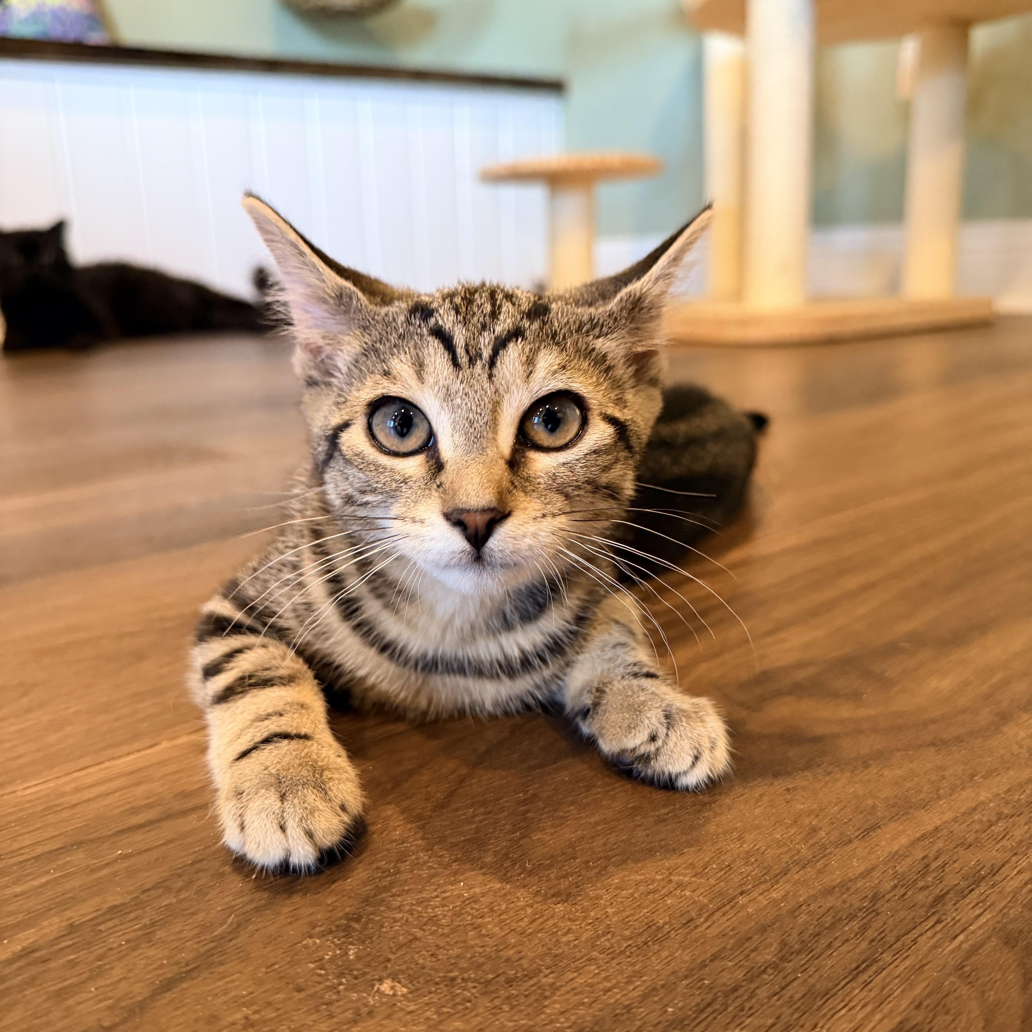 Robin, Nami and Sanji, an adopted Domestic Short Hair in Bellmawr, NJ image 1/6