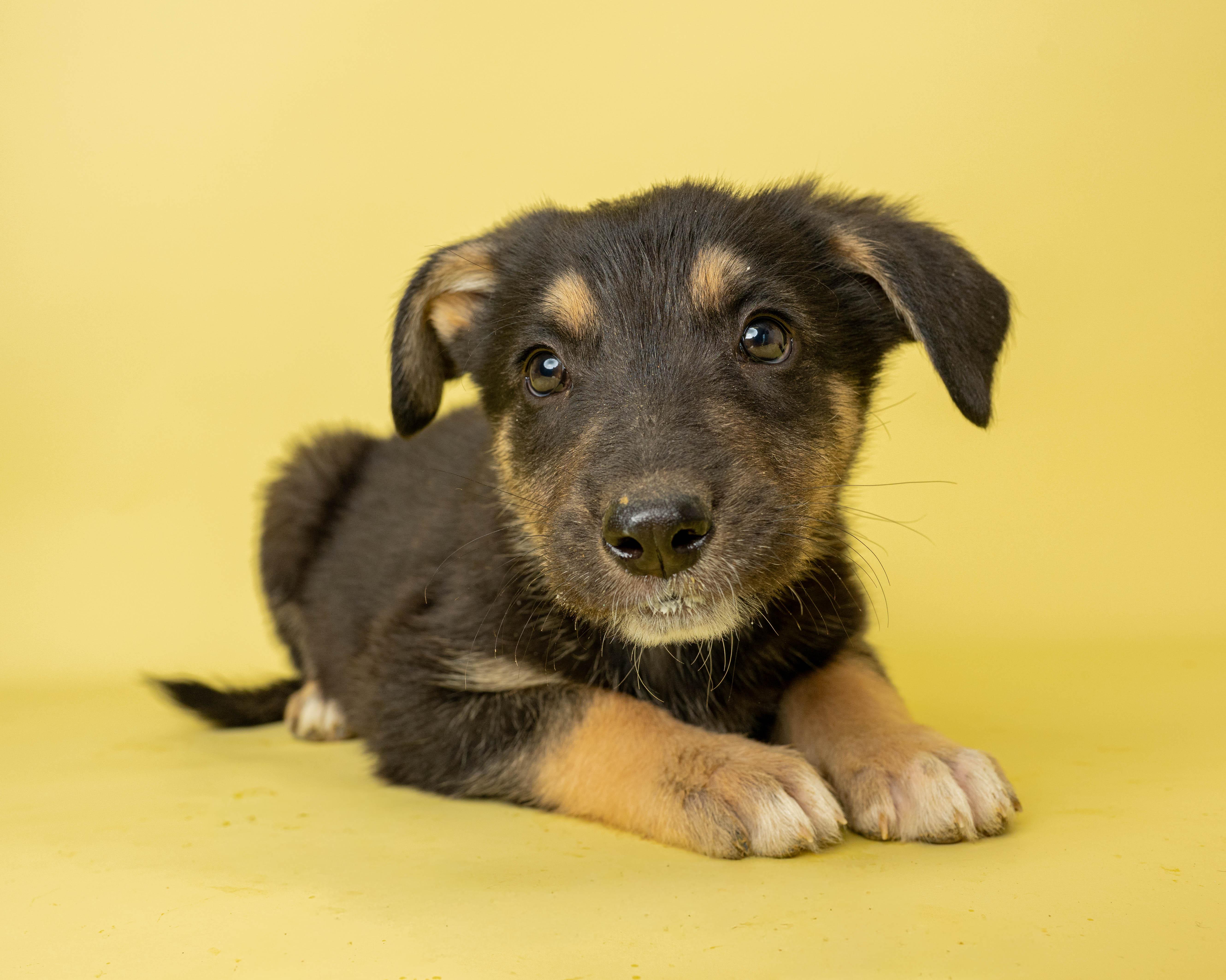 Lord Licorice, a ADOPTABLE Mixed Breed in Rock Springs, WY image 2/3