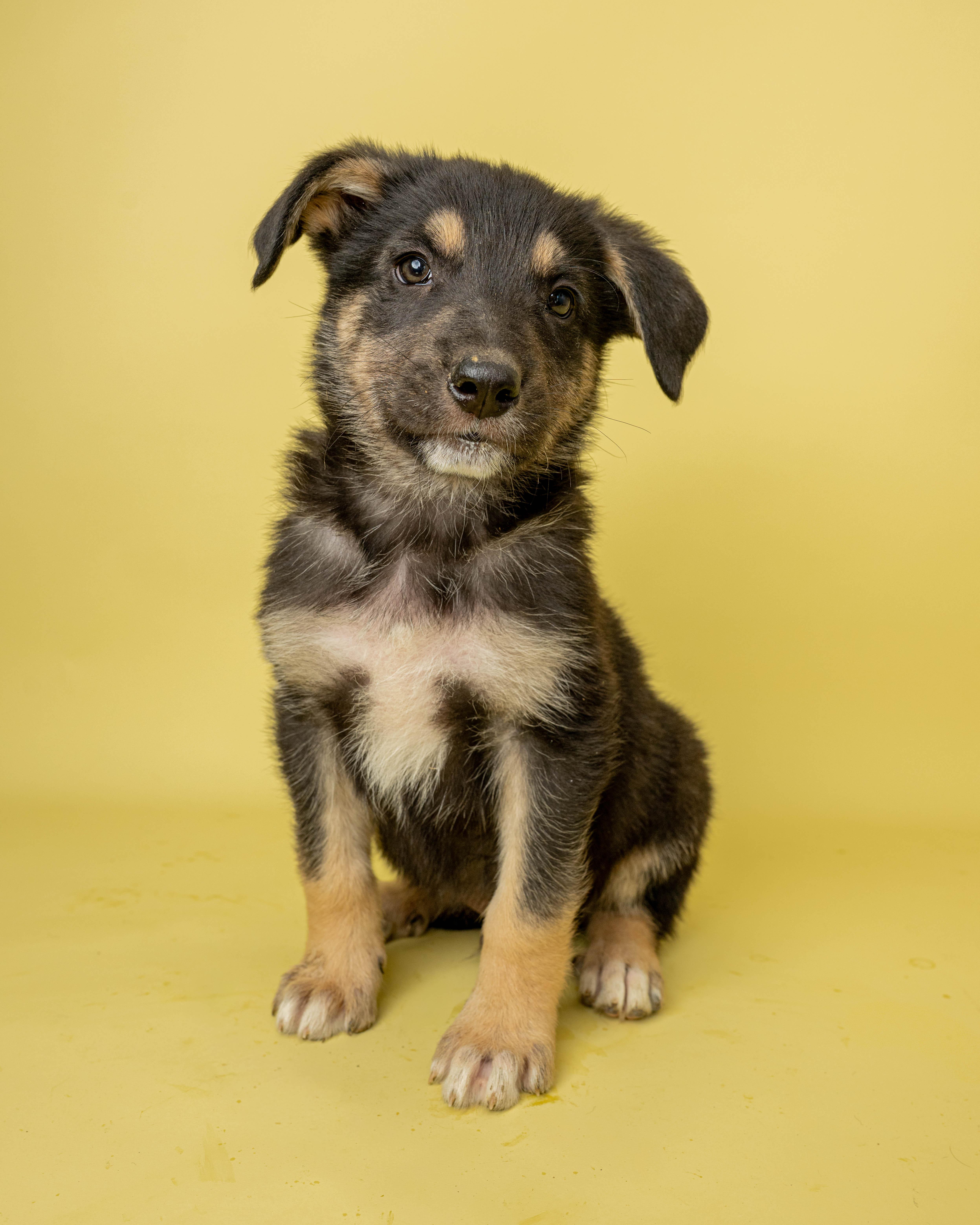 Lord Licorice, a ADOPTABLE Mixed Breed in Rock Springs, WY image 1/3