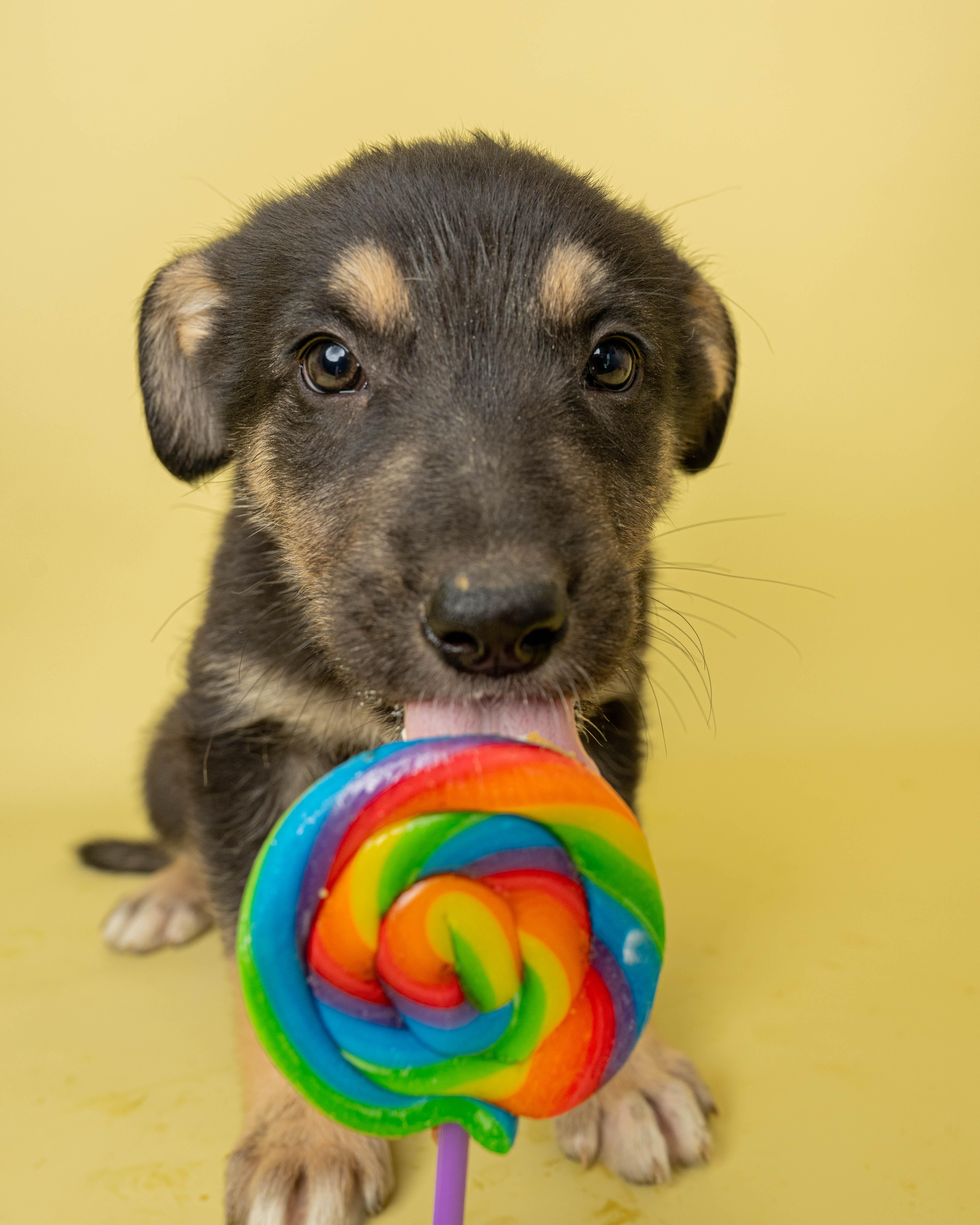 Lord Licorice, a ADOPTABLE Mixed Breed in Rock Springs, WY image 3/3