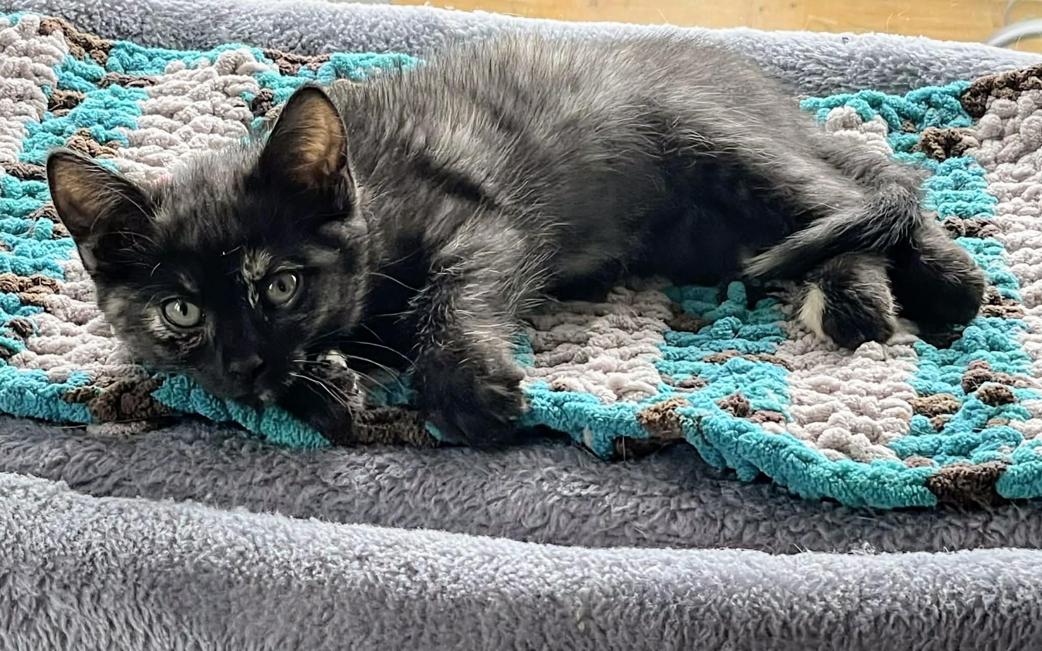 Enlarge Whisper , a ADOPTABLE Domestic Short Hair in Winnipeg, MB image 5/6