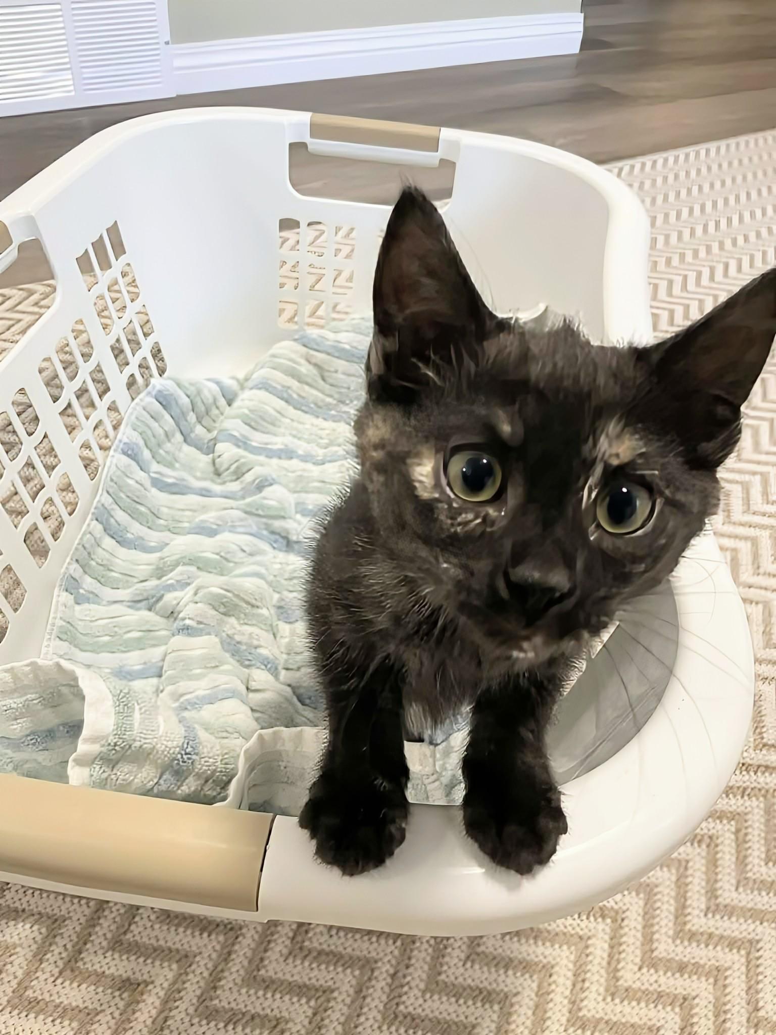 Enlarge Whisper , a ADOPTABLE Domestic Short Hair in Winnipeg, MB image 6/6