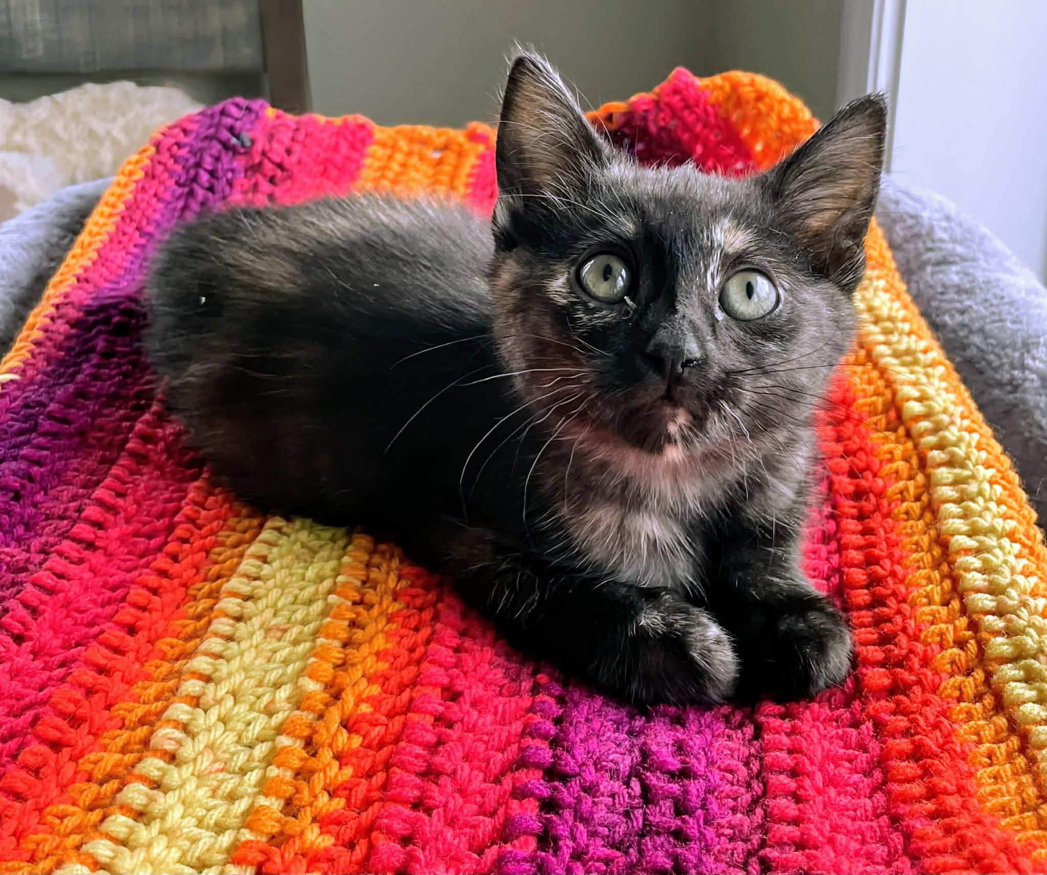 Enlarge Whisper , a ADOPTABLE Domestic Short Hair in Winnipeg, MB image 3/6