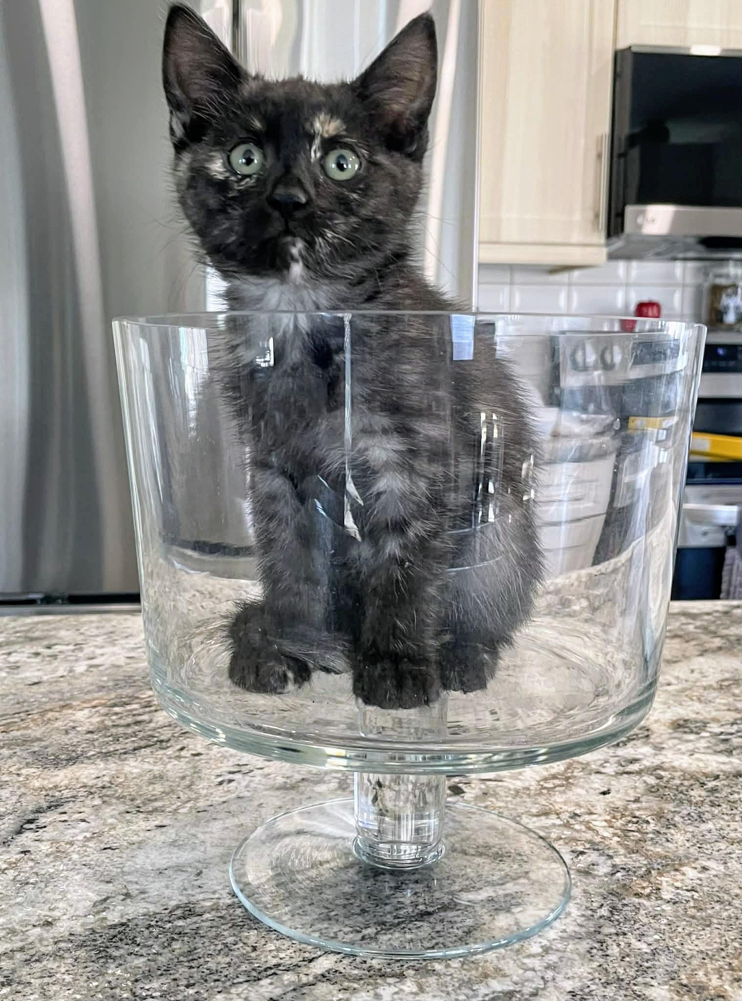 Enlarge Whisper , a ADOPTABLE Domestic Short Hair in Winnipeg, MB image 4/6