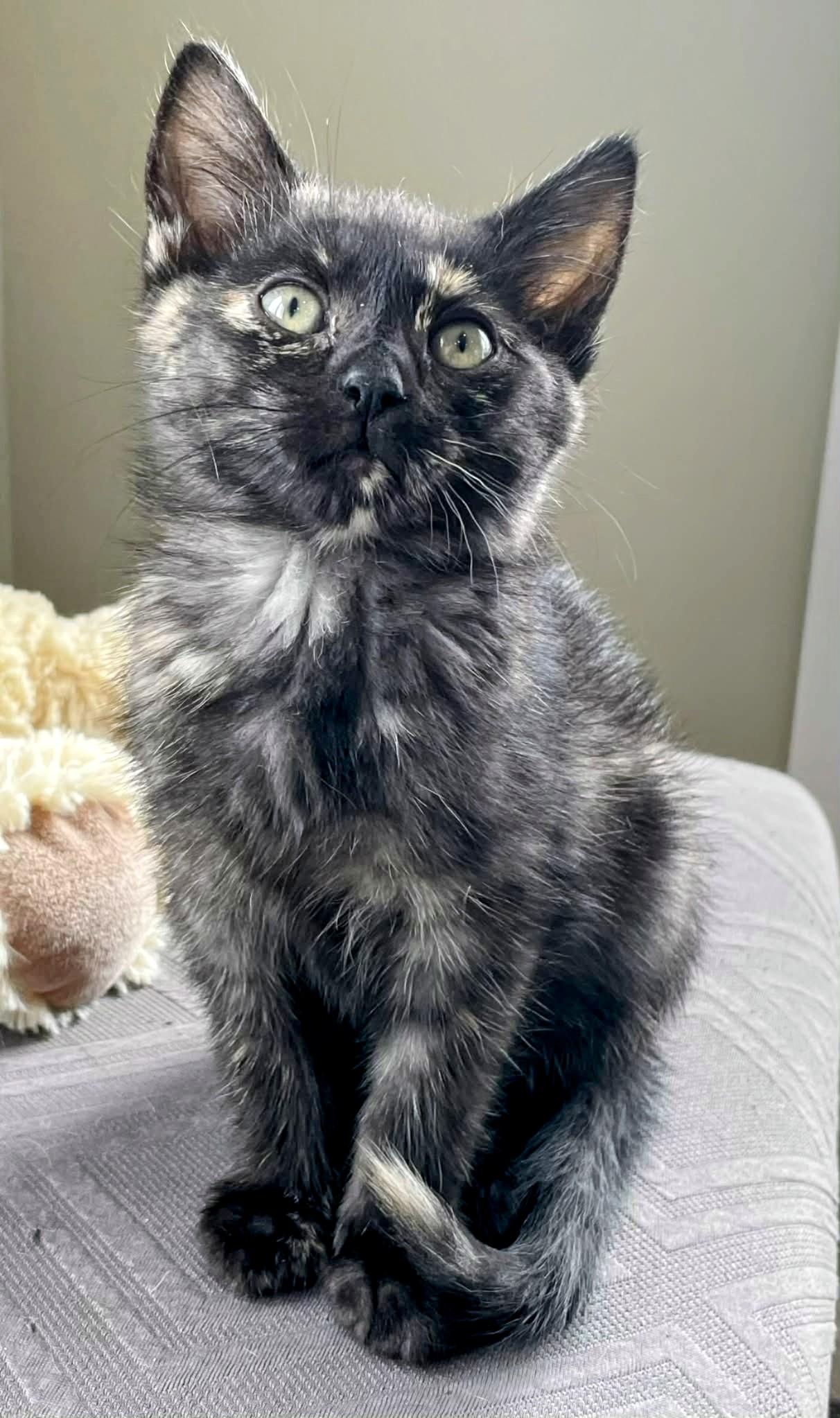 Enlarge Whisper , a ADOPTABLE Domestic Short Hair in Winnipeg, MB image 2/6