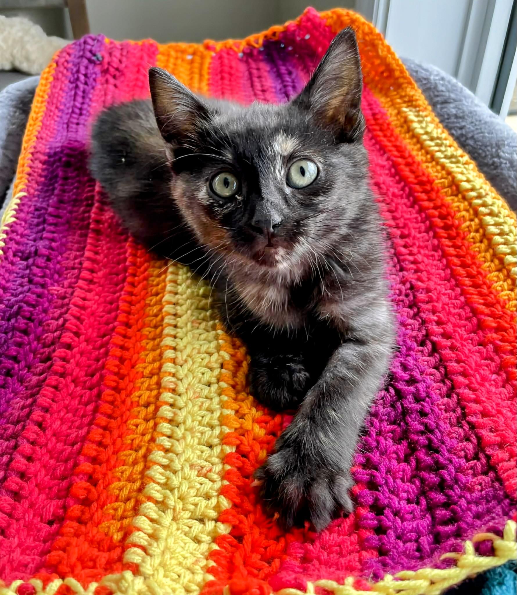 Enlarge Whisper , a ADOPTABLE Domestic Short Hair in Winnipeg, MB image 1/6