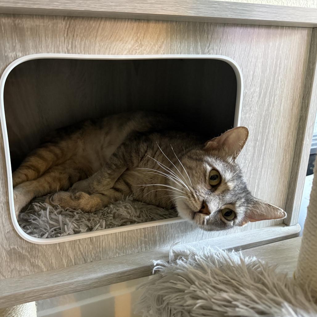 Baby Mama, Adoptable, Adult Female Domestic Short Hair.