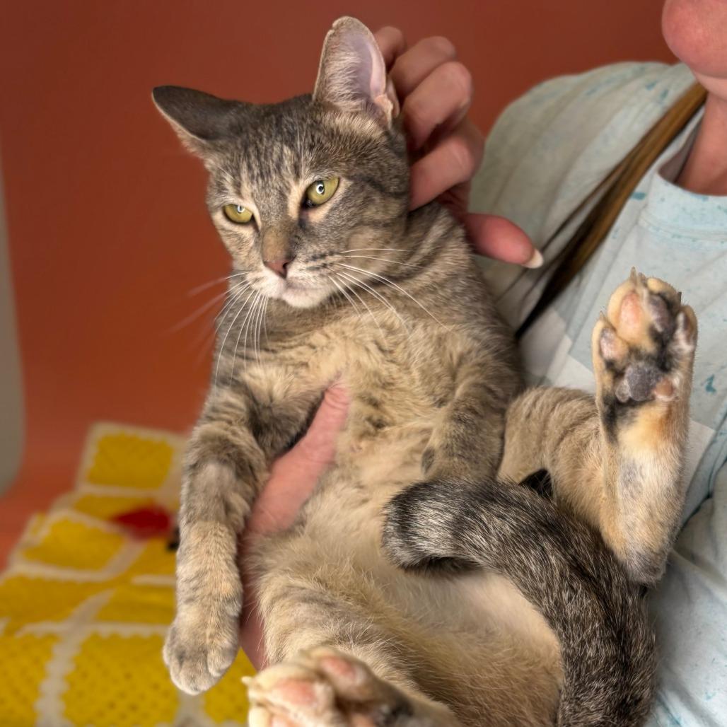 Baby Mama, a Adoptable Domestic Short Hair in San Antonio, TX image 2/5