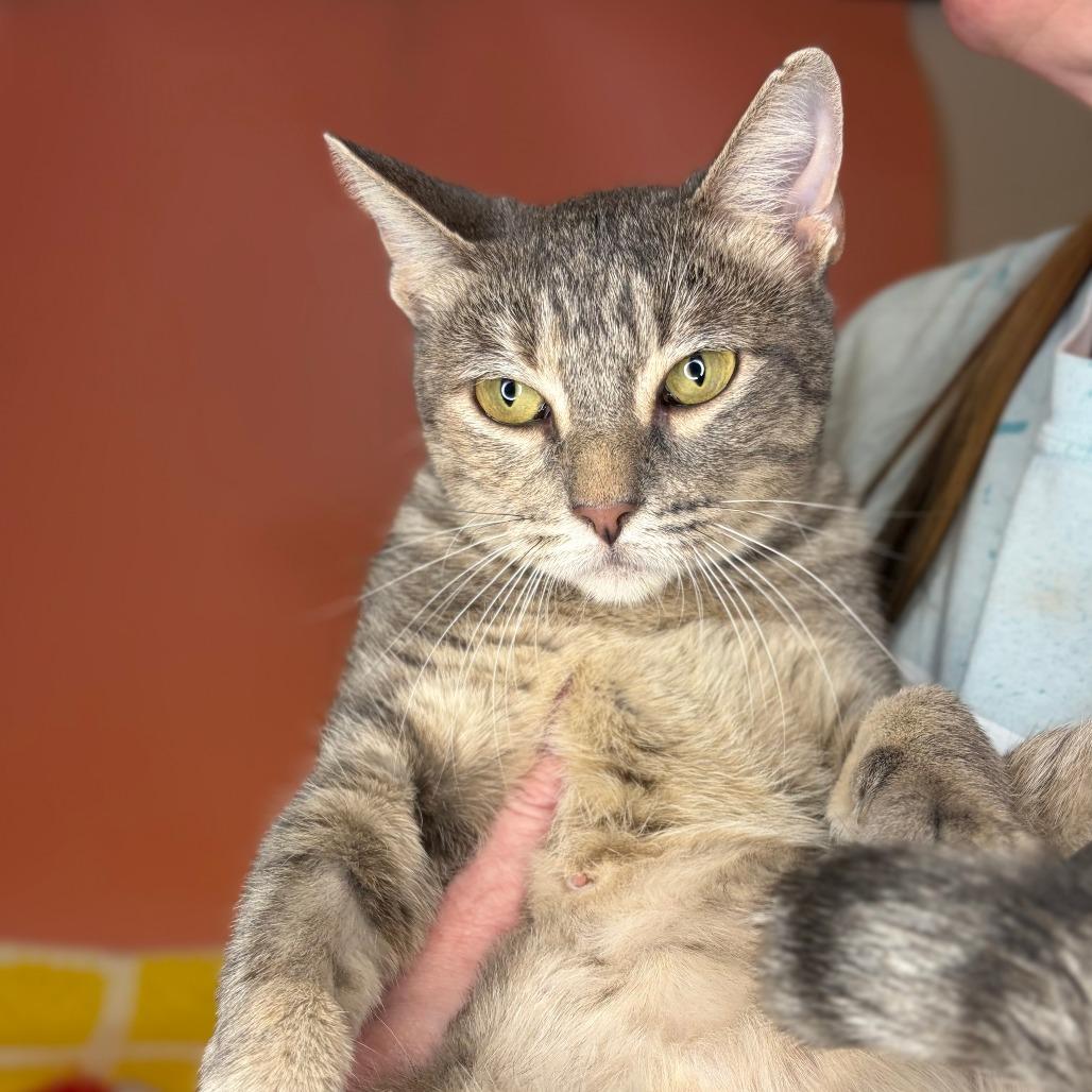 Baby Mama, a Adoptable Domestic Short Hair in San Antonio, TX image 3/5