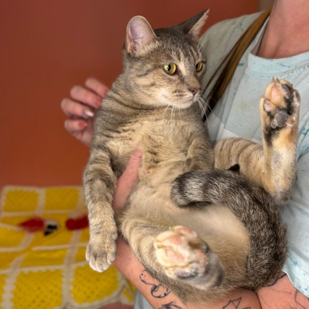 Baby Mama, a Adoptable Domestic Short Hair in San Antonio, TX image 4/5